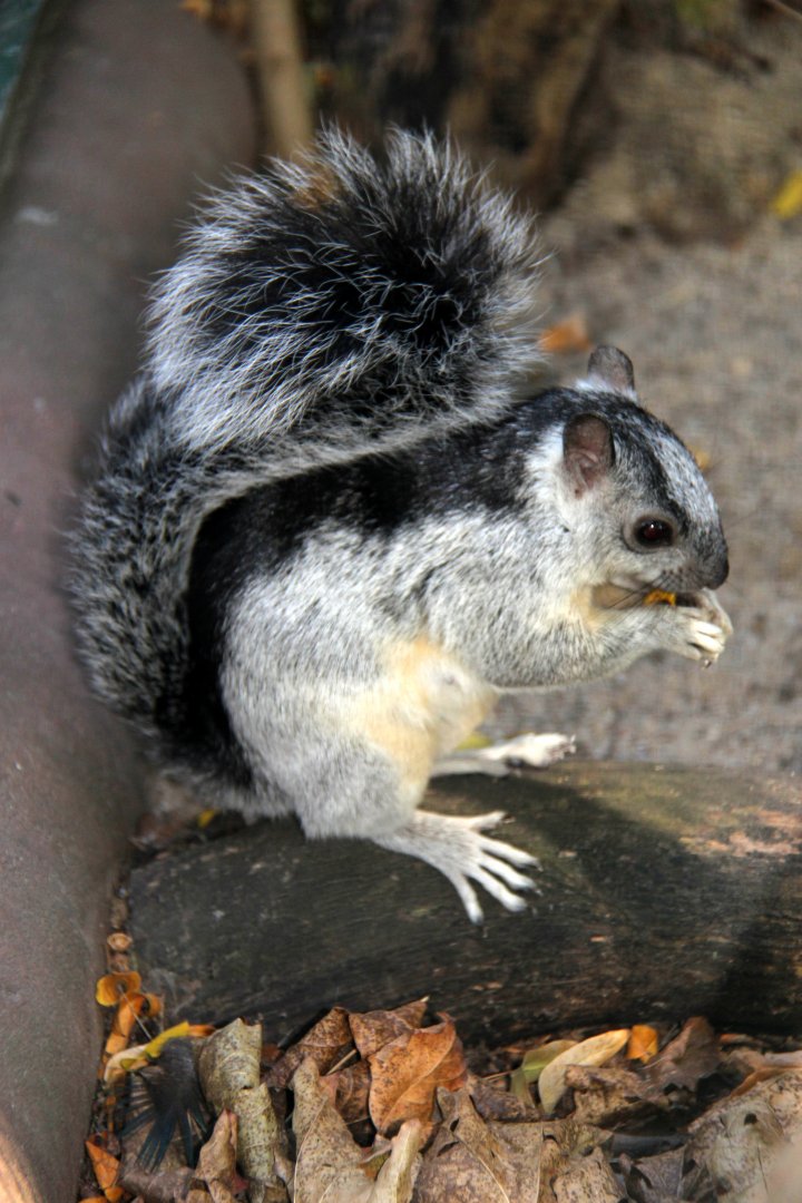 Costa Rica variegated squirrel (Sciurus variegatoides dorsalis)