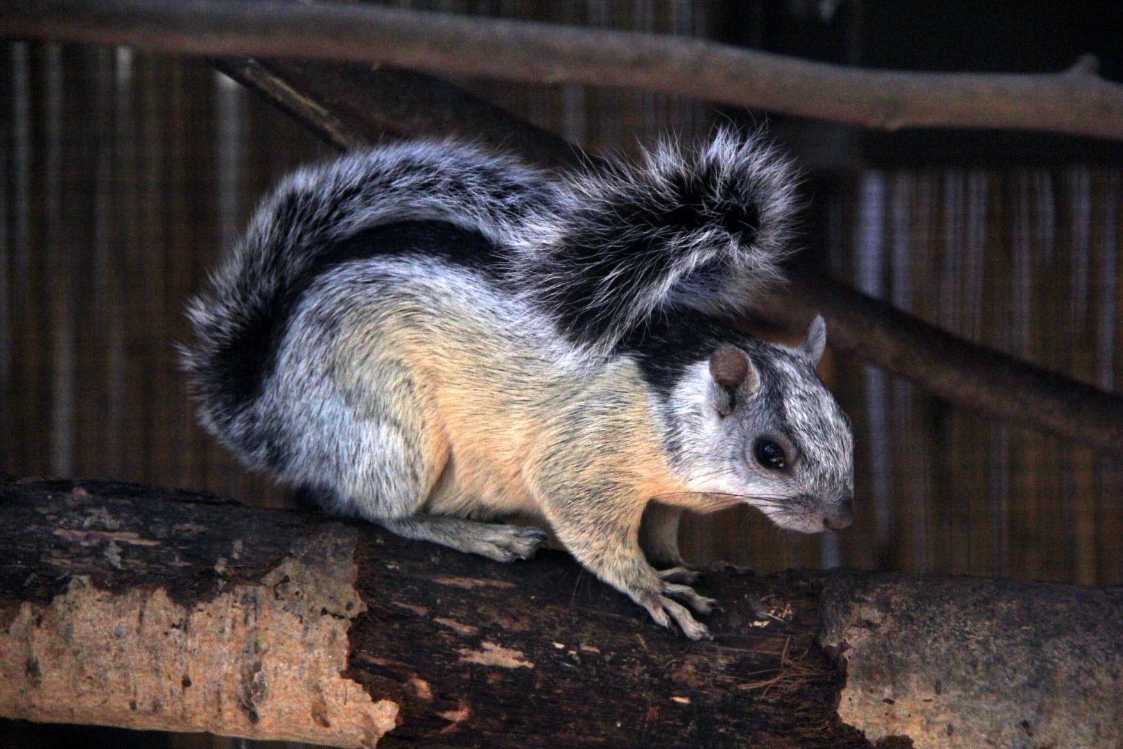 Costa Rica variegated squirrel (Sciurus variegatoides dorsalis)
