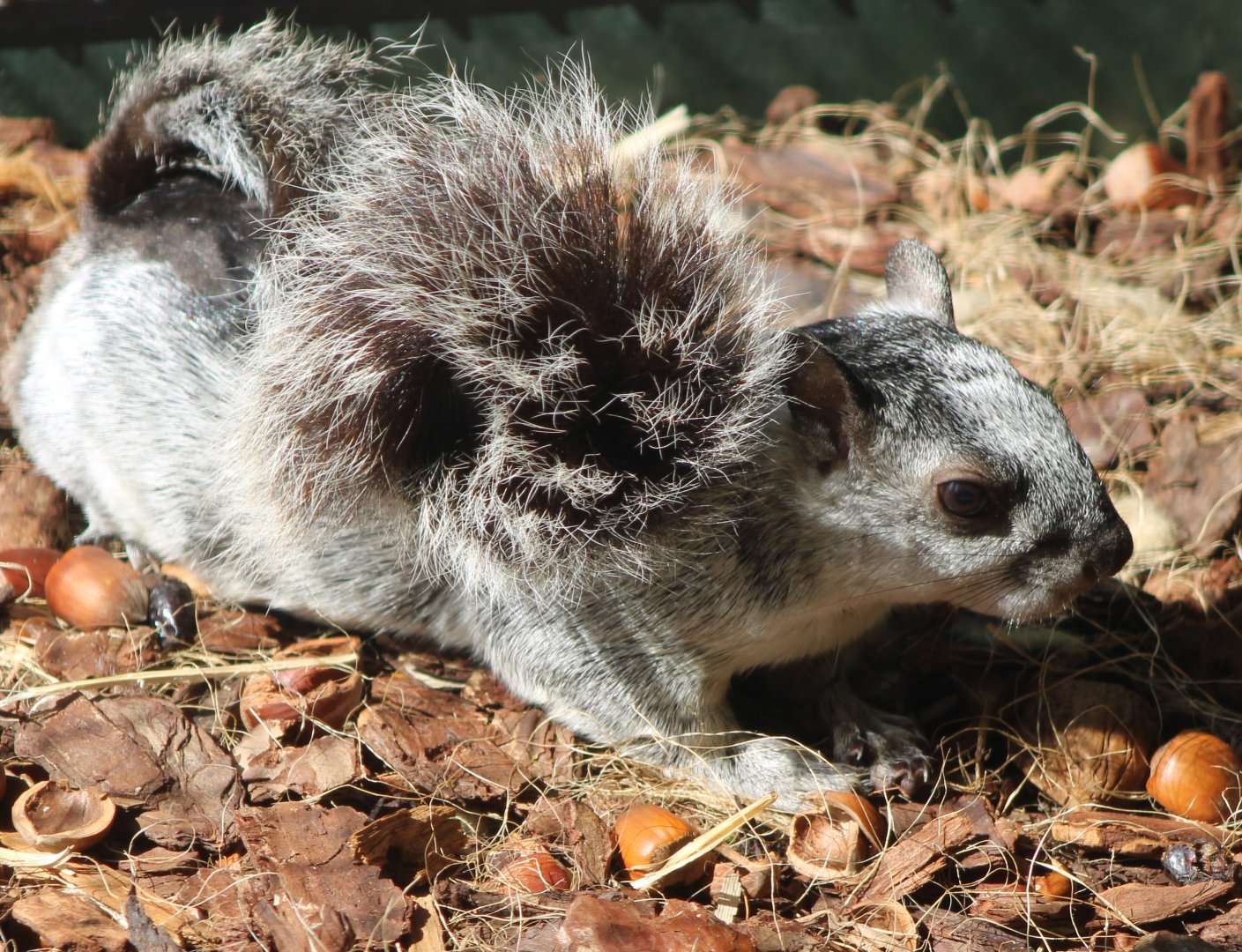 Costa Rica variegated squirrel