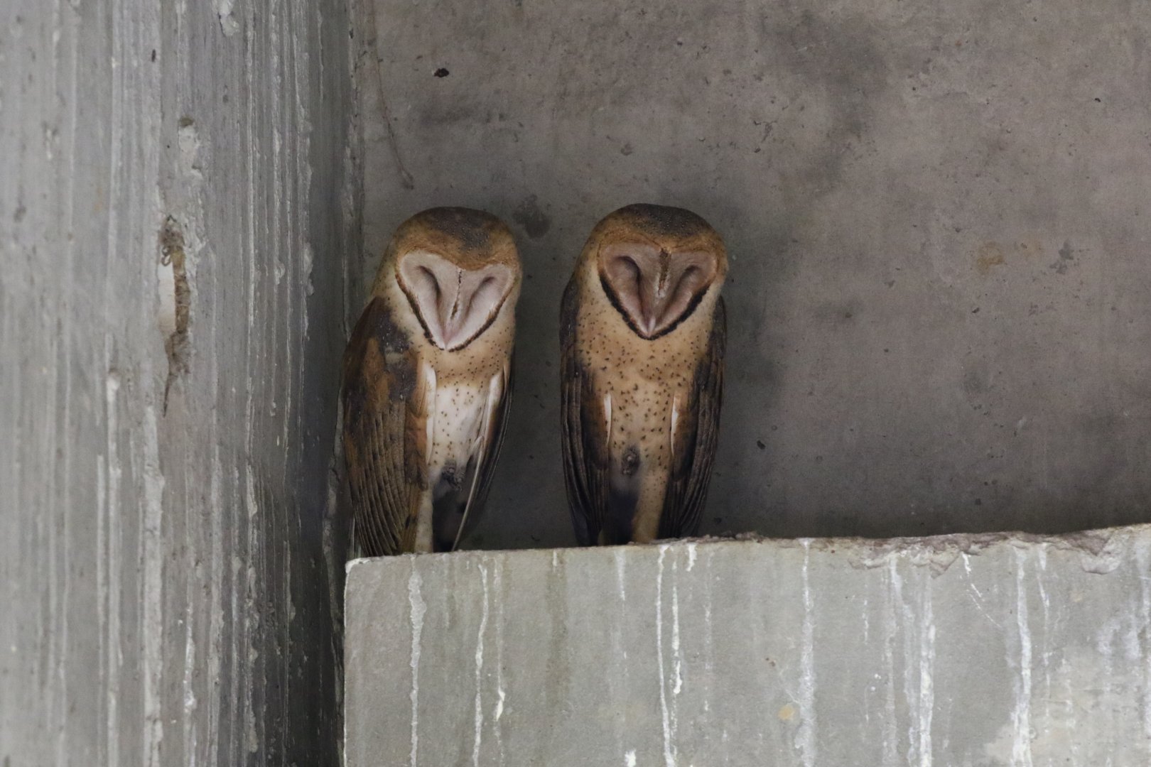 Costa Rican Barn Owl