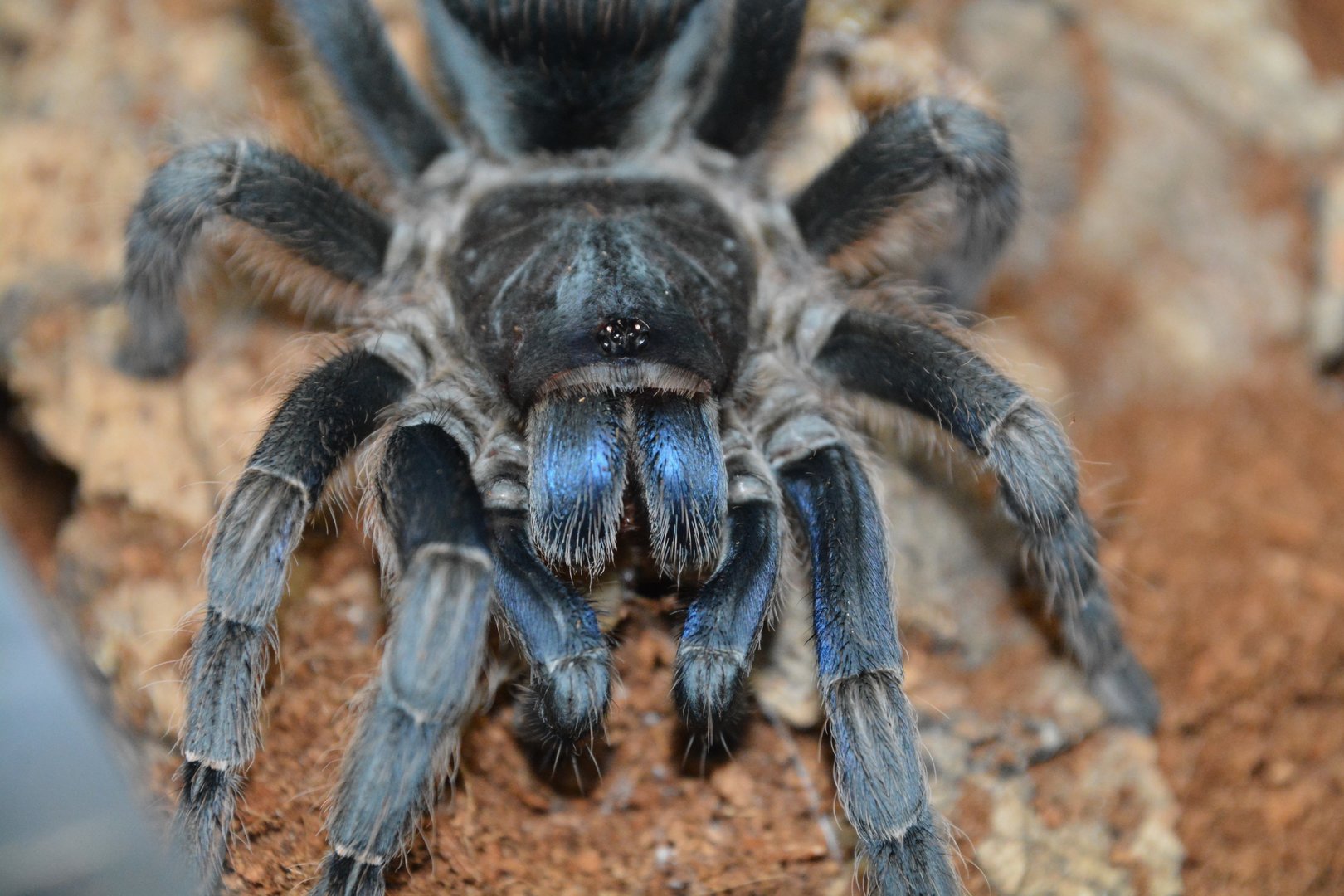 Costa Rican blue front tarantula (Aphonopelma burica)
