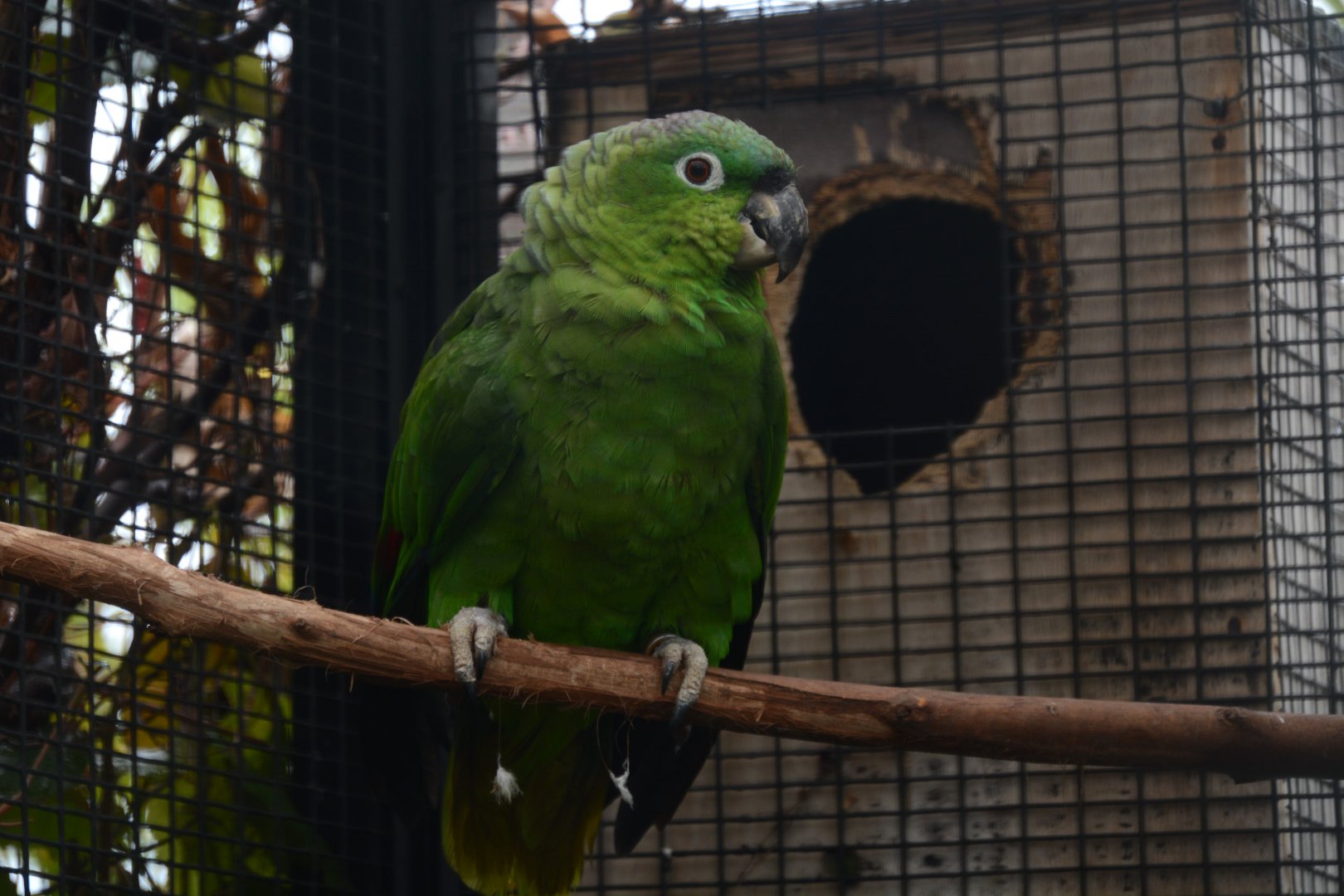 Costa Rican mealy amazon (Amazona farinosa virenticeps)