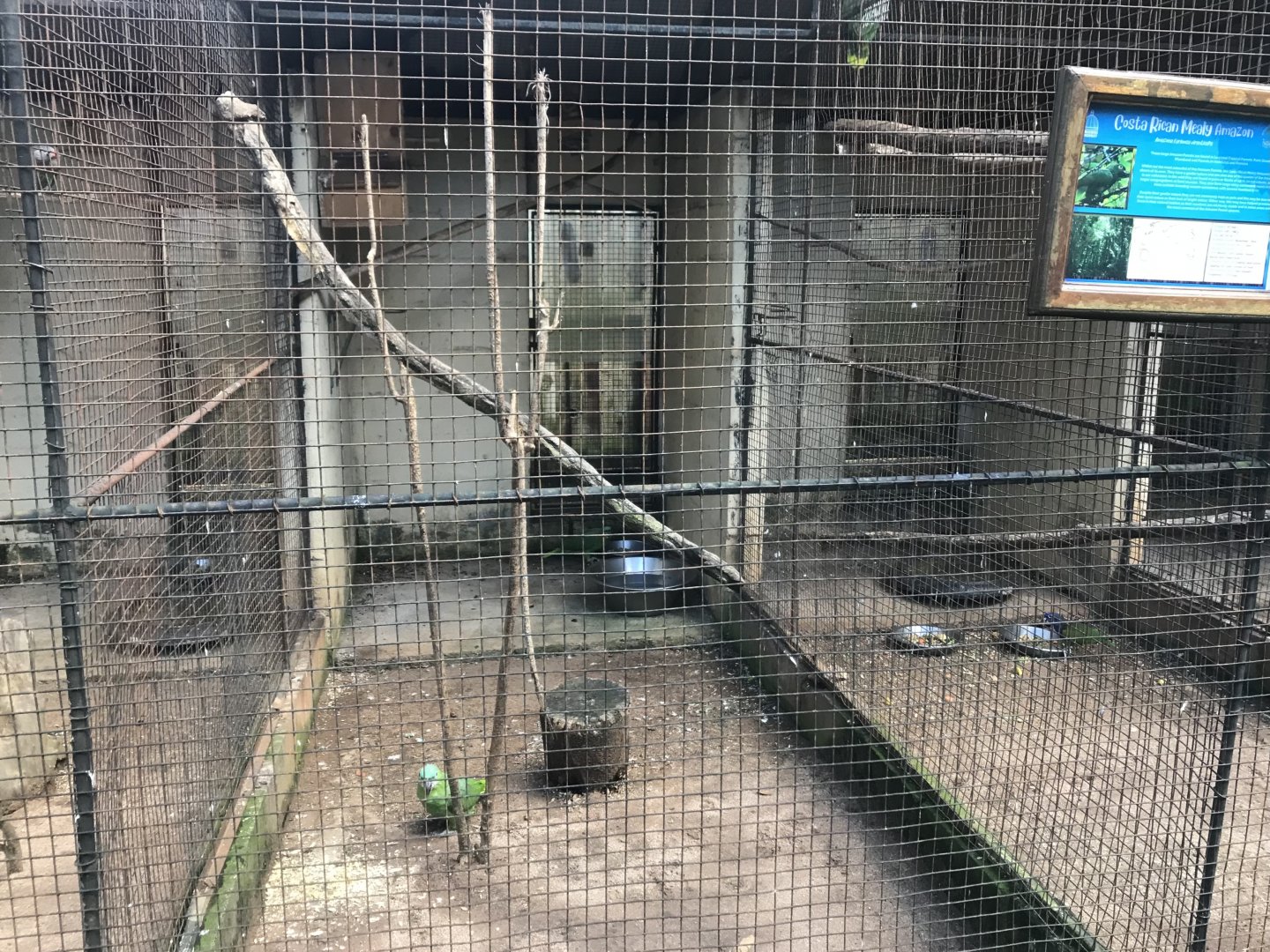 Costa Rican Mealy Amazon Exhibit