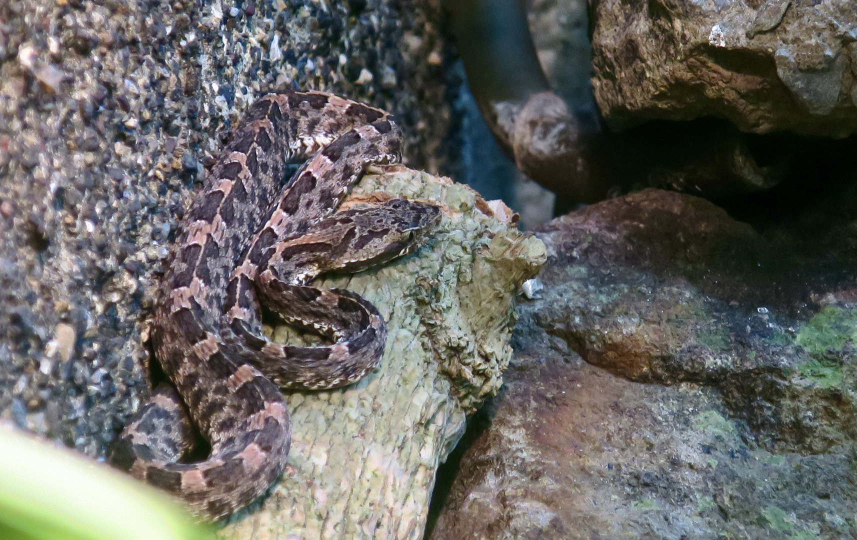 Costa Rican Montane Pit Viper (Cerrophidion sasai)