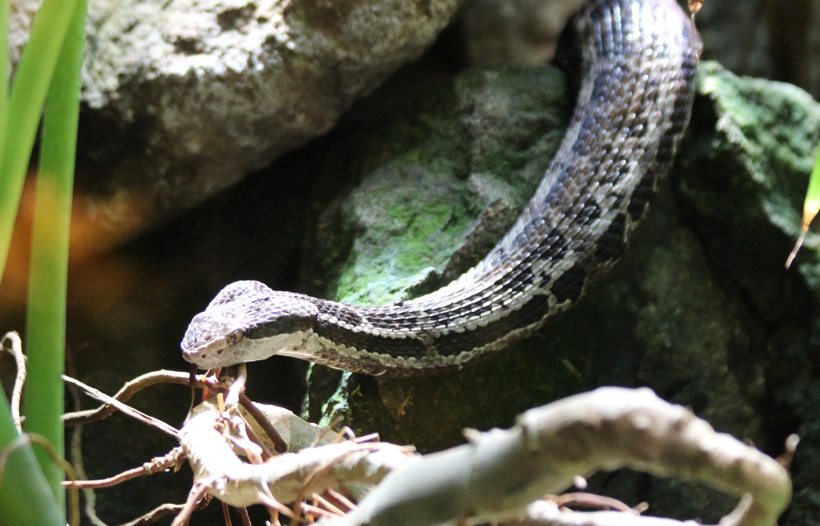Costa Rican Montane Pitviper - Mar 2019