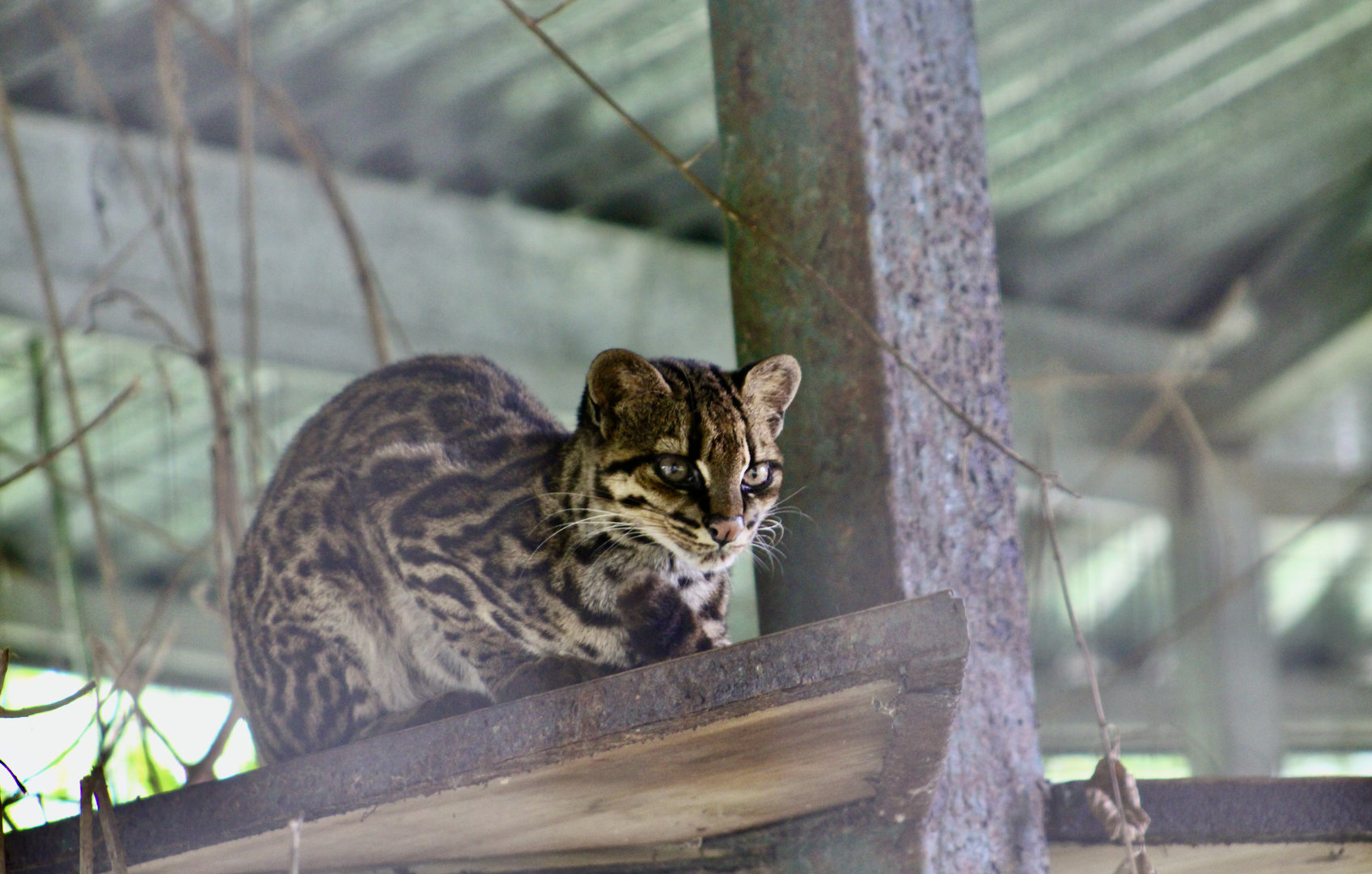 Costa Rican Oncilla (Leopardus tigrinus oncilla)