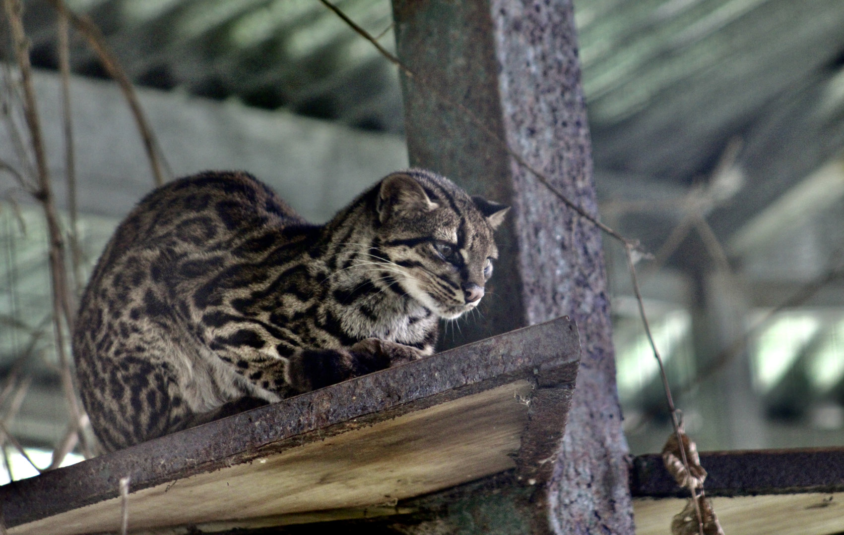 Costa Rican Oncilla (Leopardus tigrinus oncilla)