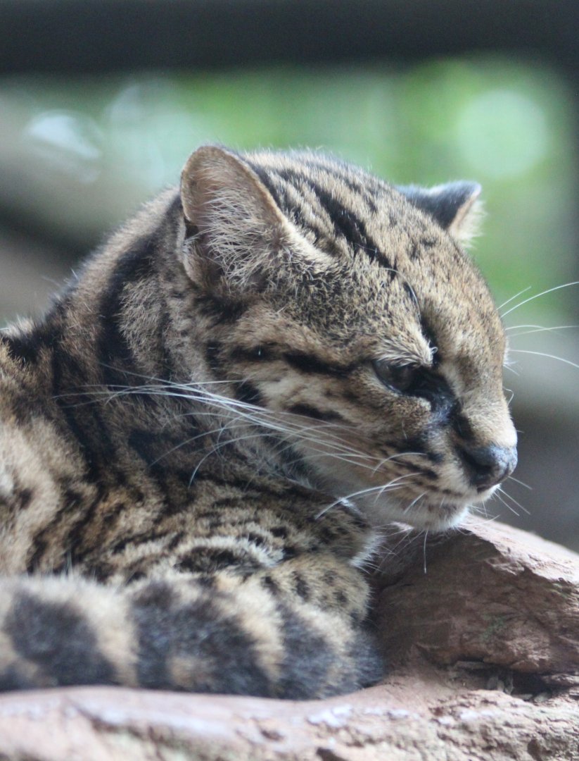 Costa Rican Oncilla - Mar 2019