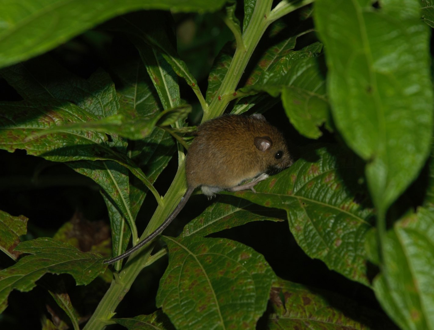 Costa Rican Pygmy Rice Rat (Oligoryzomys costaricensis)