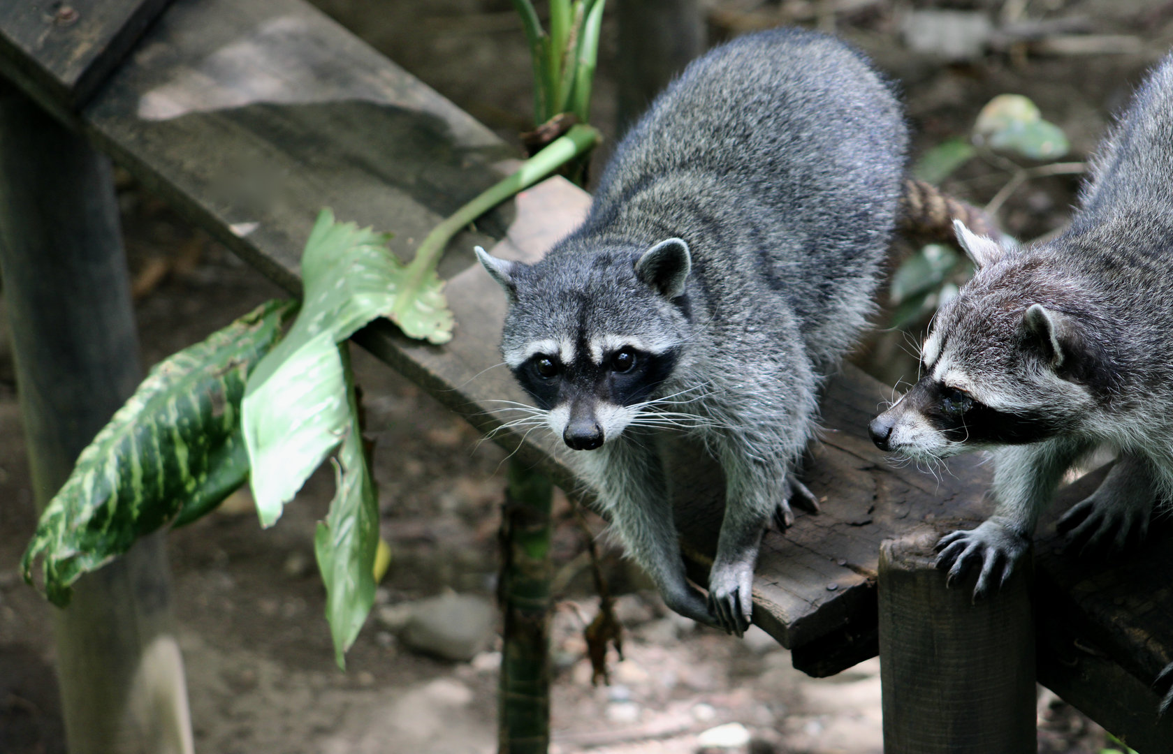Costa Rican Raccoon (Procyon lotor crassidens)