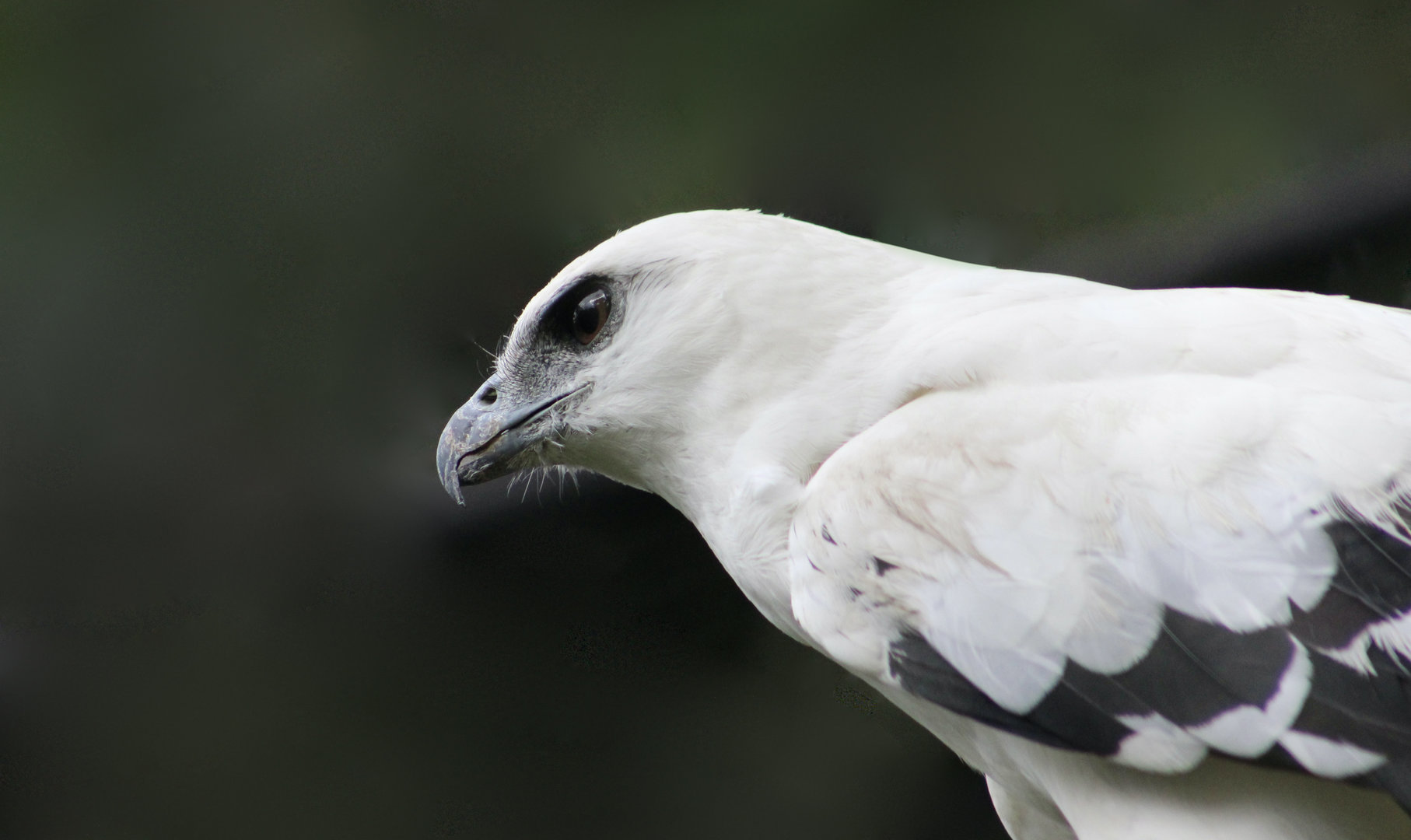 Costa Rican White Hawk (Pseudastur albicollis costaricensis)