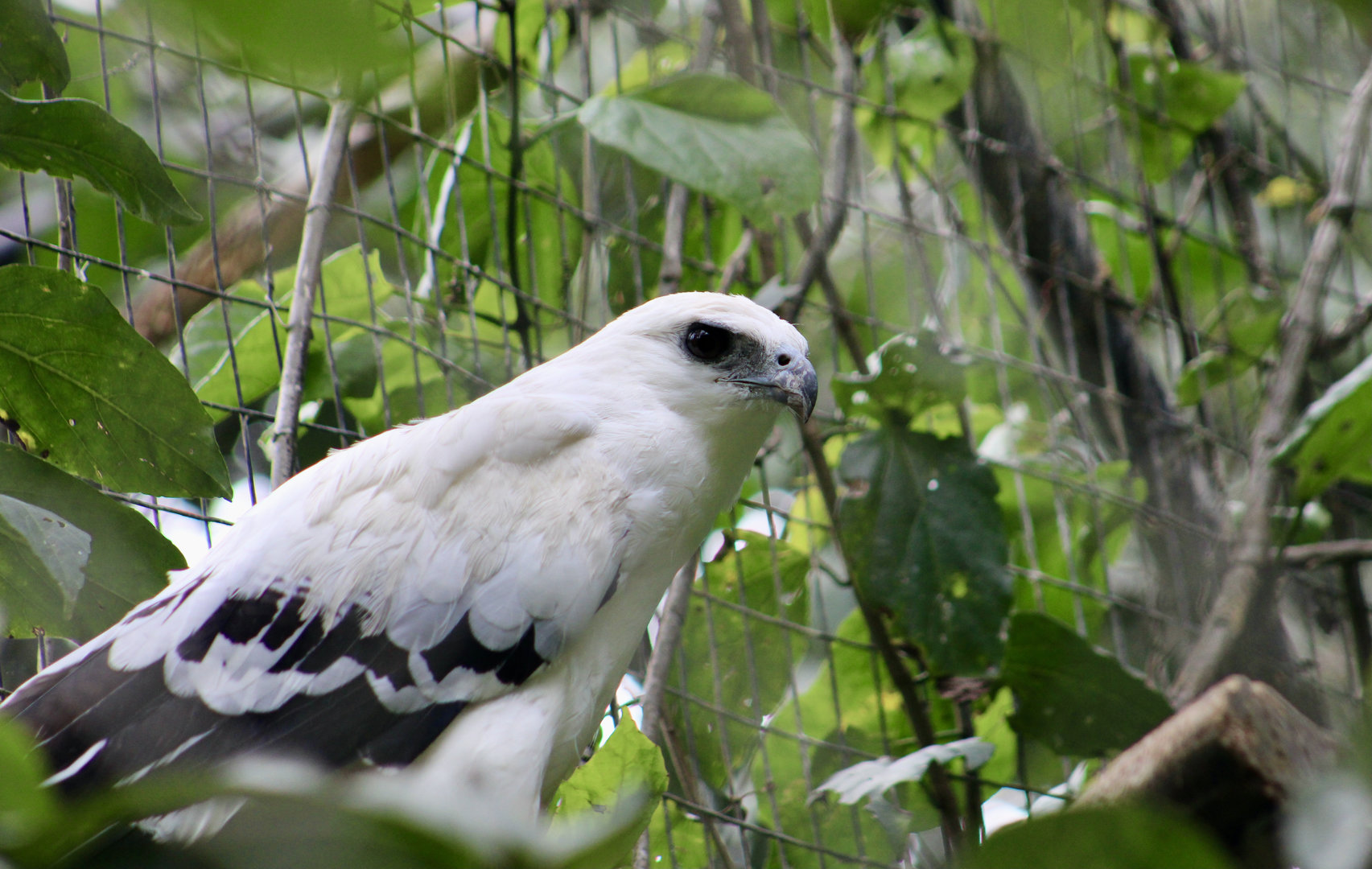Costa Rican White Hawk (Pseudastur albicollis costaricensis)