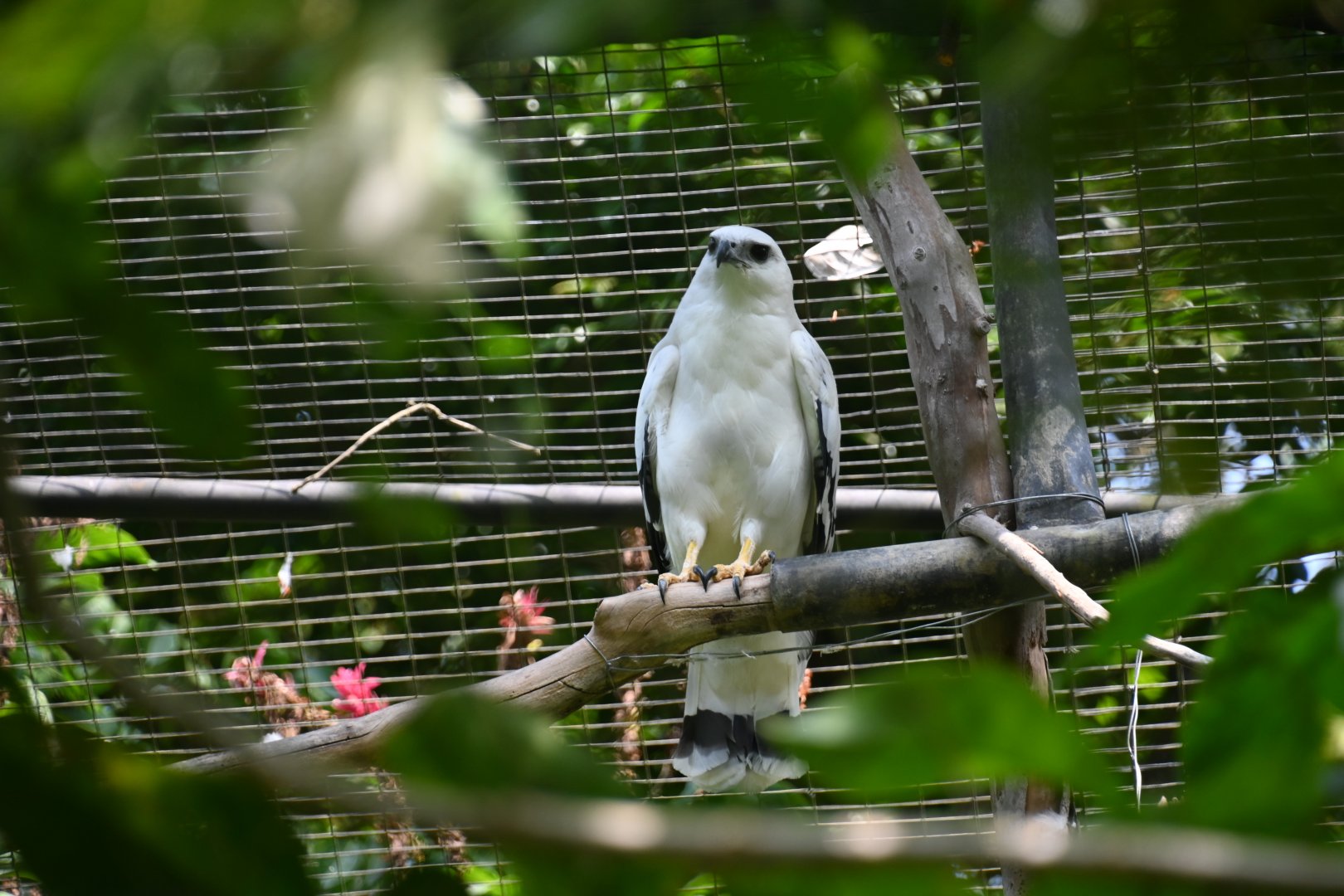 Costa Rican white hawk (Pseudastur albicollis costaricensis)