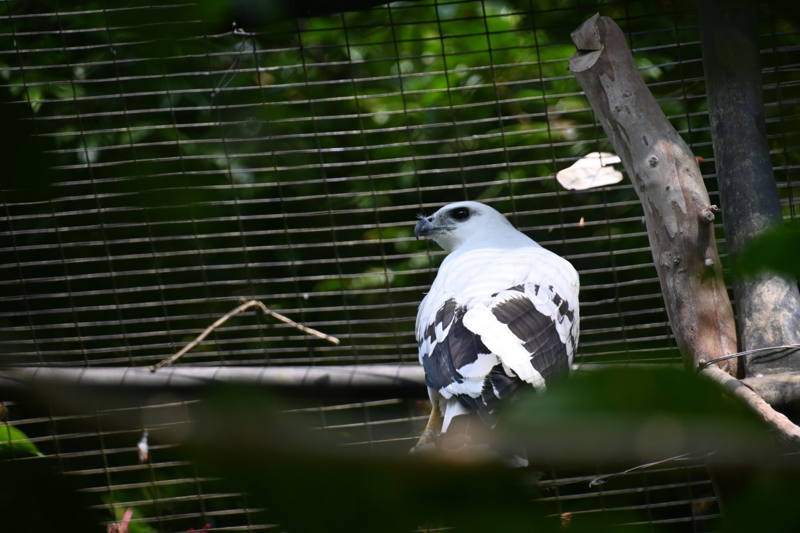 Costa Rican white hawk (Pseudastur albicollis costaricensis)