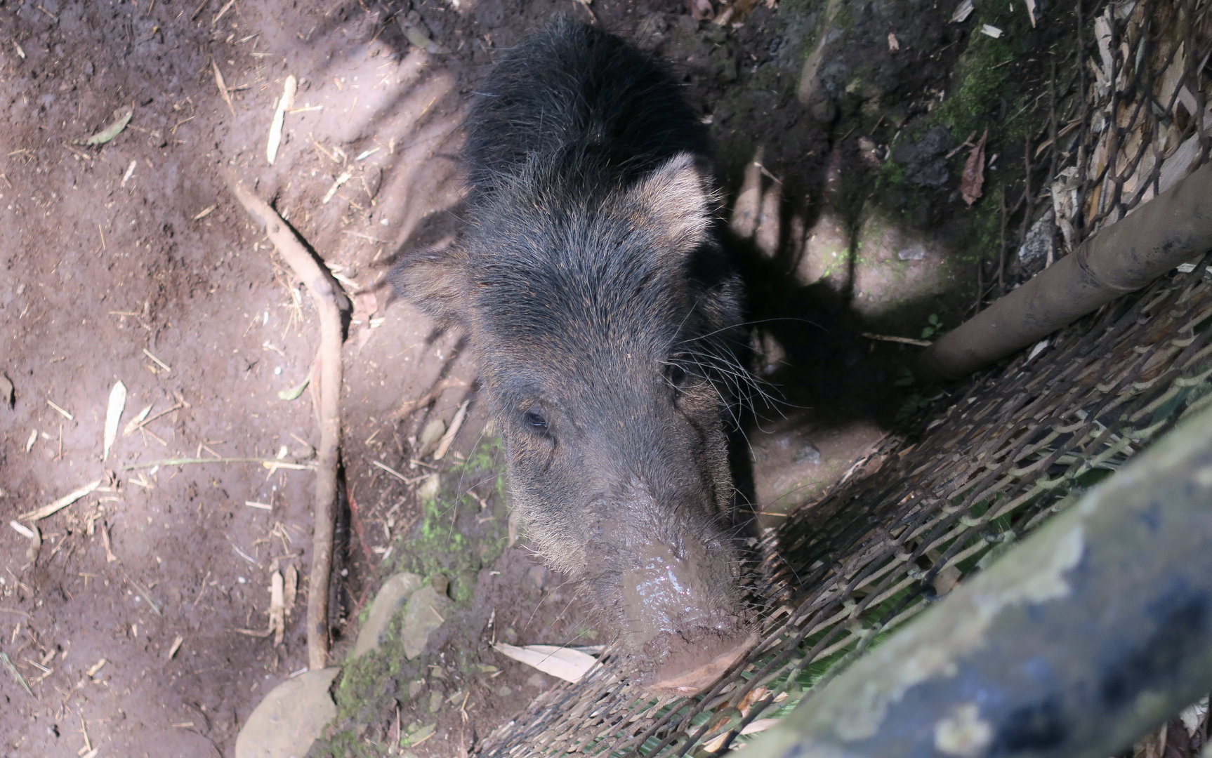 Costa Rican White-Lipped Peccary (Tayassu pecari spiradens)