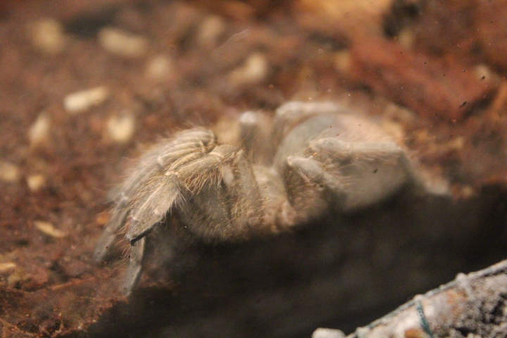 Costa Rican zebra tarantula (Aphonopelma seemanni) - Suraloka Interactive Zoo