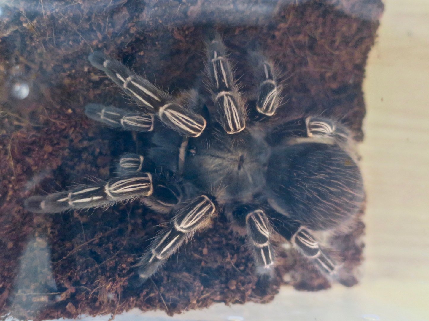 Costa Rican Zebra Tarantula (Aphonopelma seemanni)