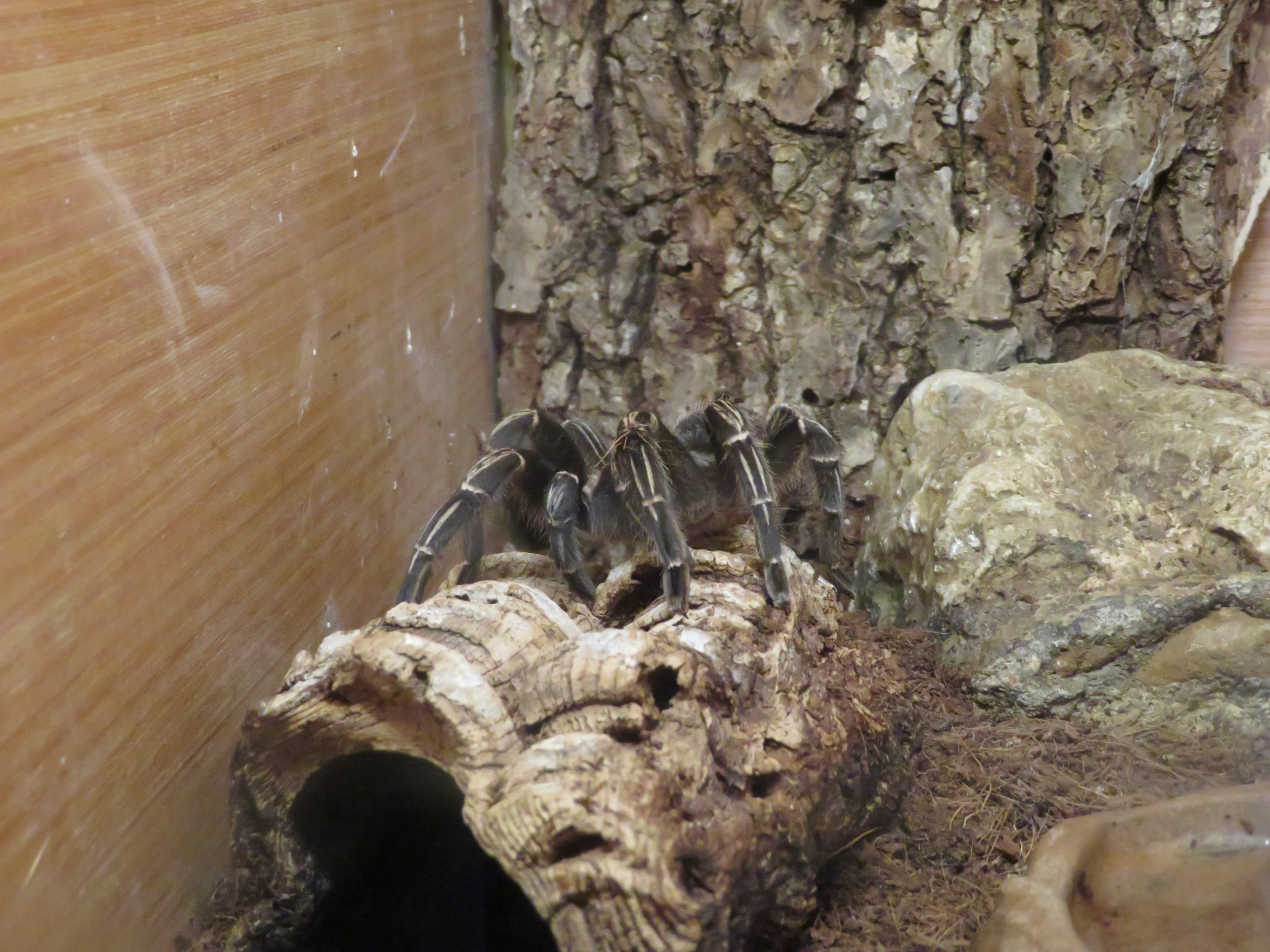 Costa Rican Zebra Tarantula