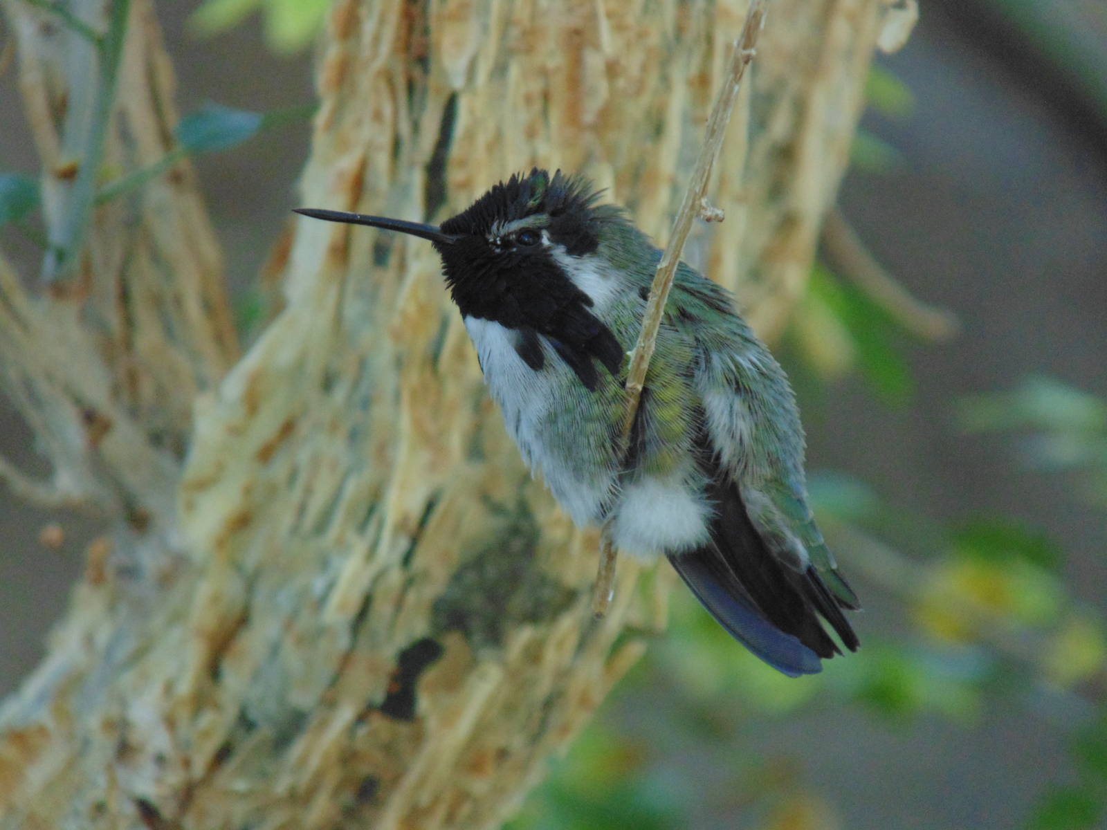 Costa?s hummingbird