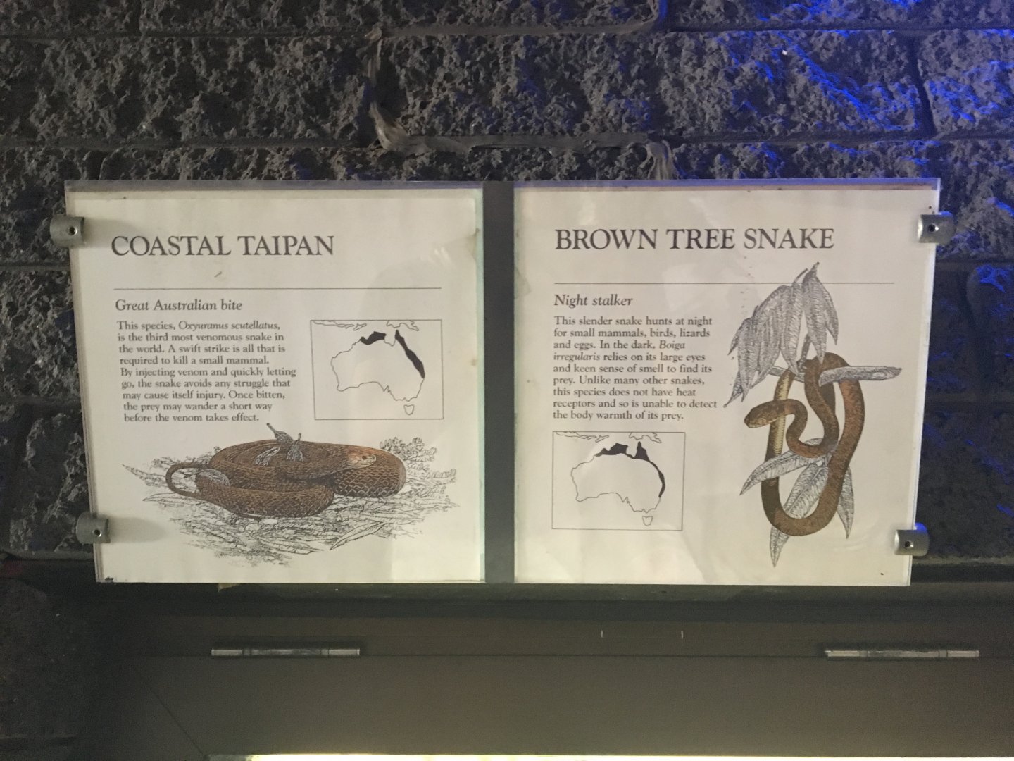 Costal Taipan & Brown Tree Snake