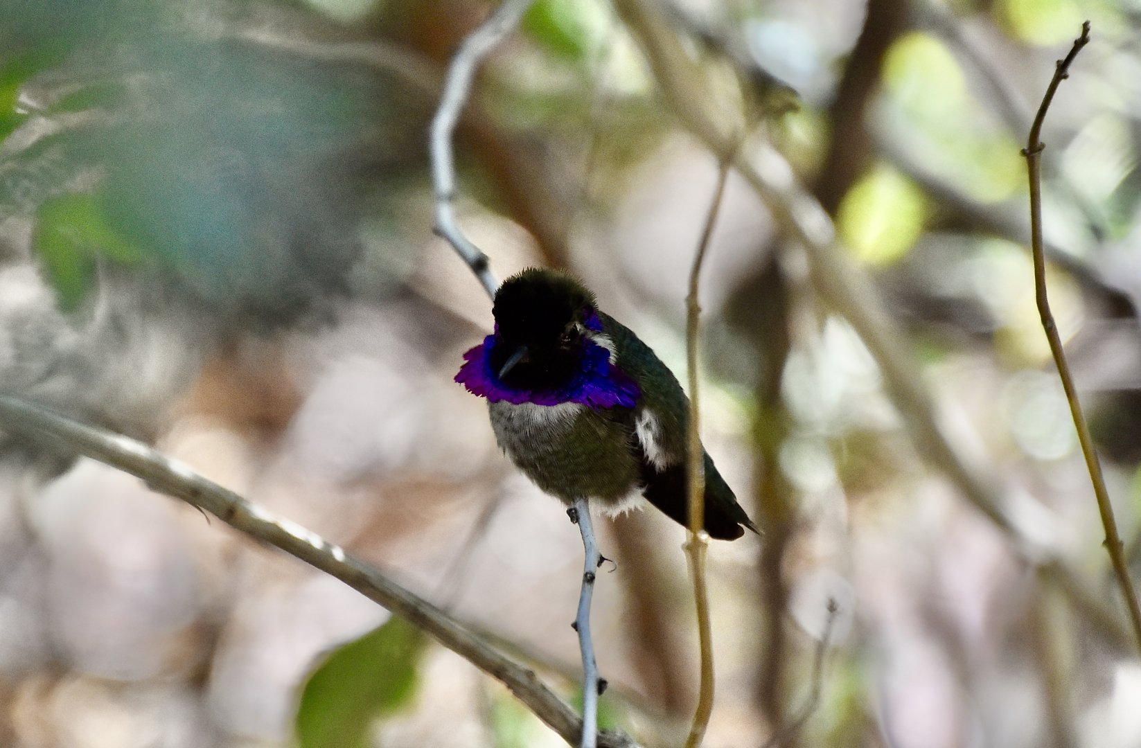 Costa's Hummingbird (Calypte costae) male