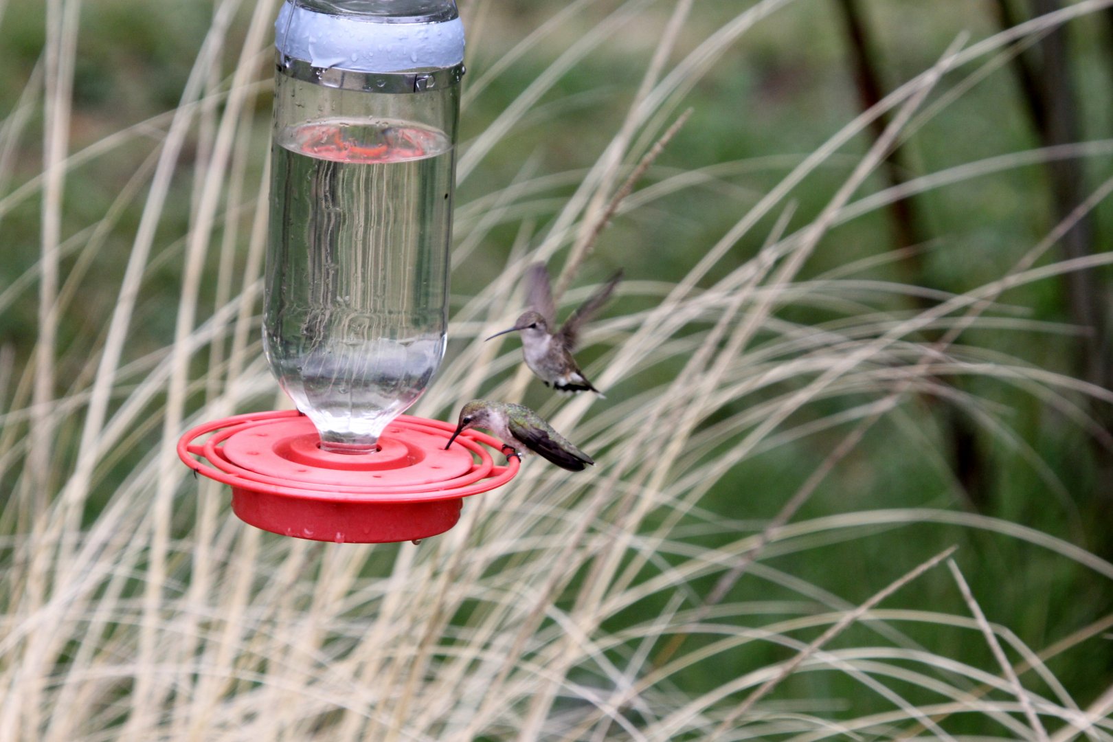 Costa's hummingbird (Calypte costae)