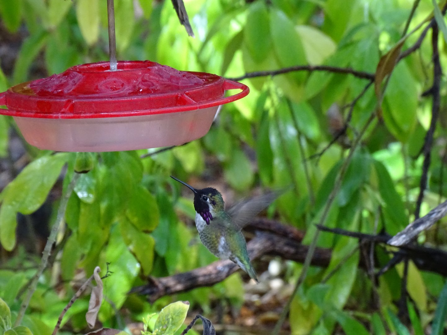 Costa's hummingbird (Calypte costae)
