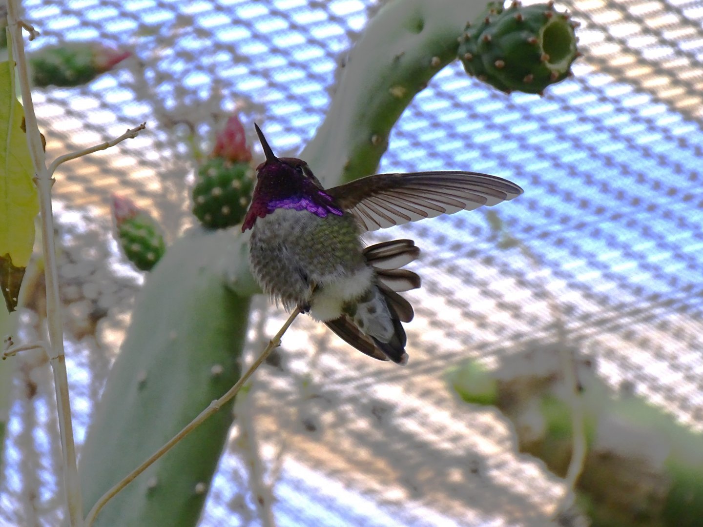 Costa's hummingbird (Calypte costae)