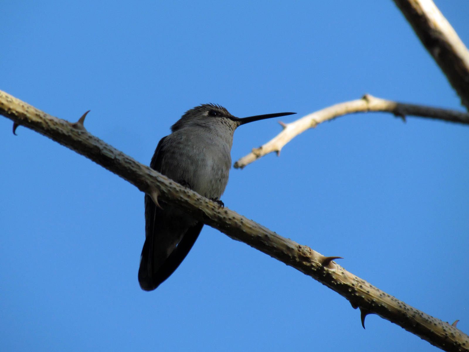 Costa's Hummingbird - female