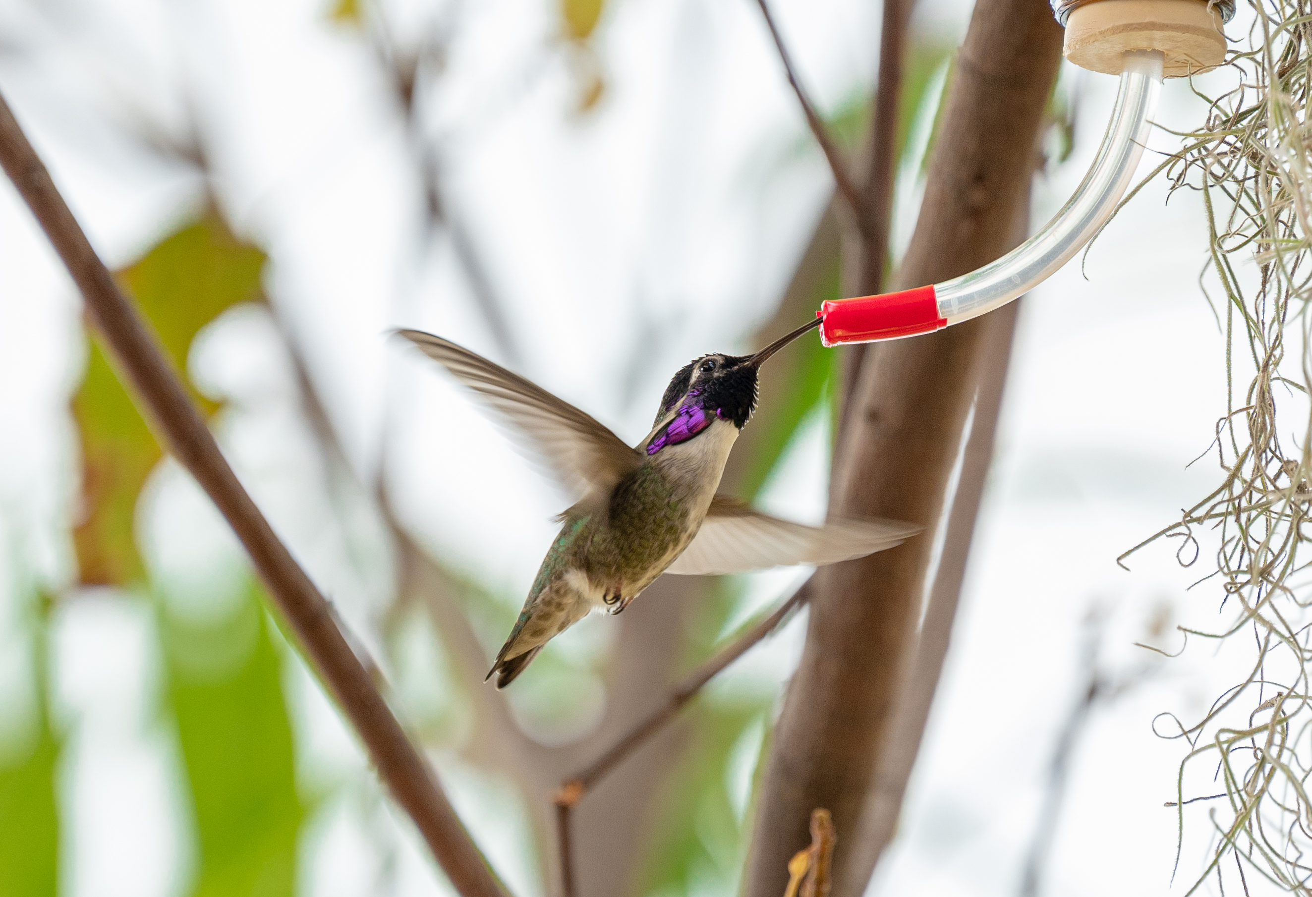 Costa’s Hummingbird male