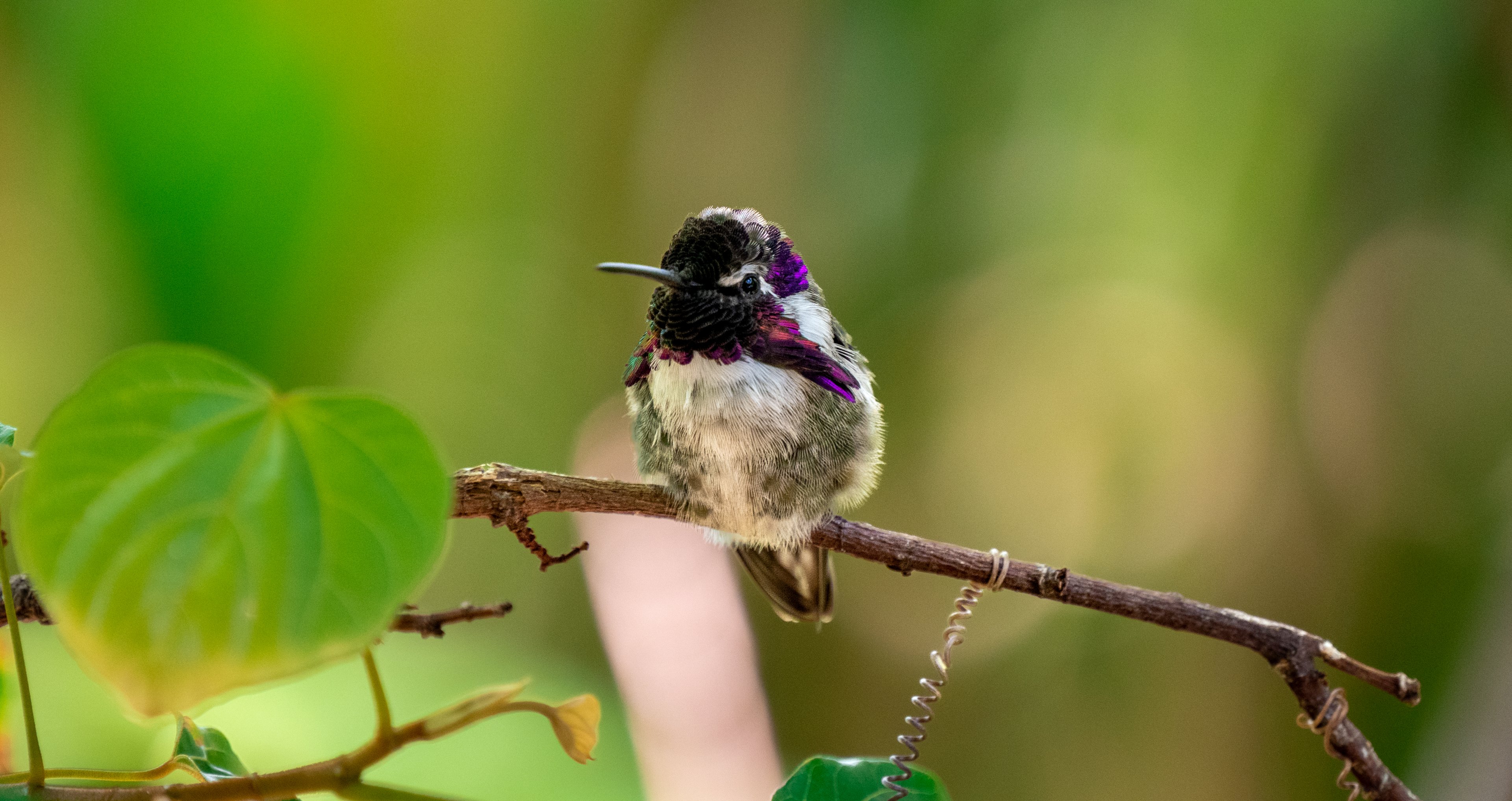 Costa’s Hummingbird(male)