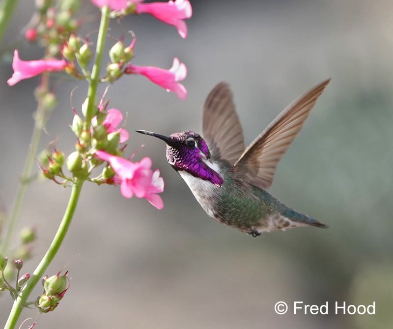 costa's hummingbird (wild male)