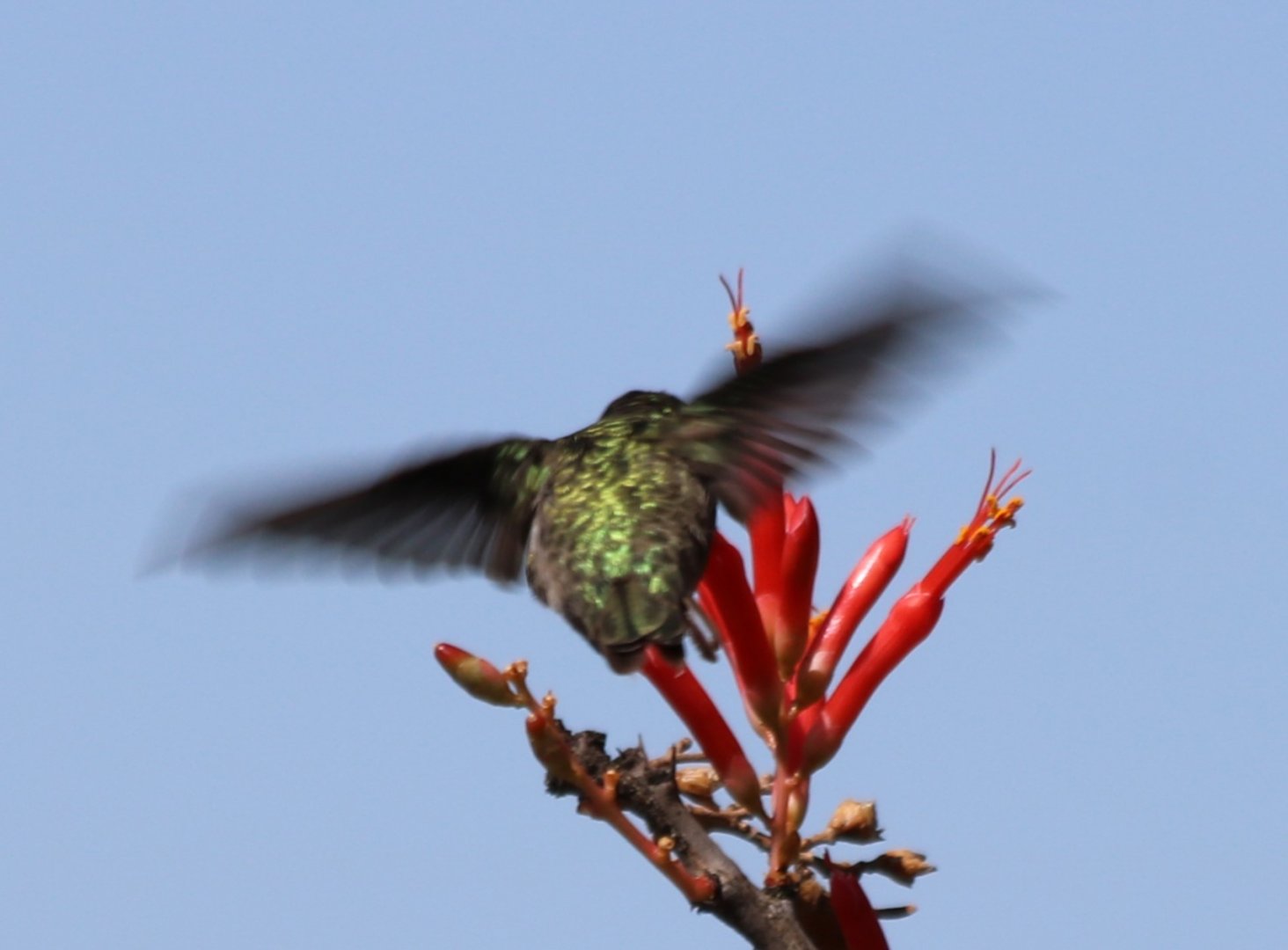 Costa's Hummingbird (Wild)