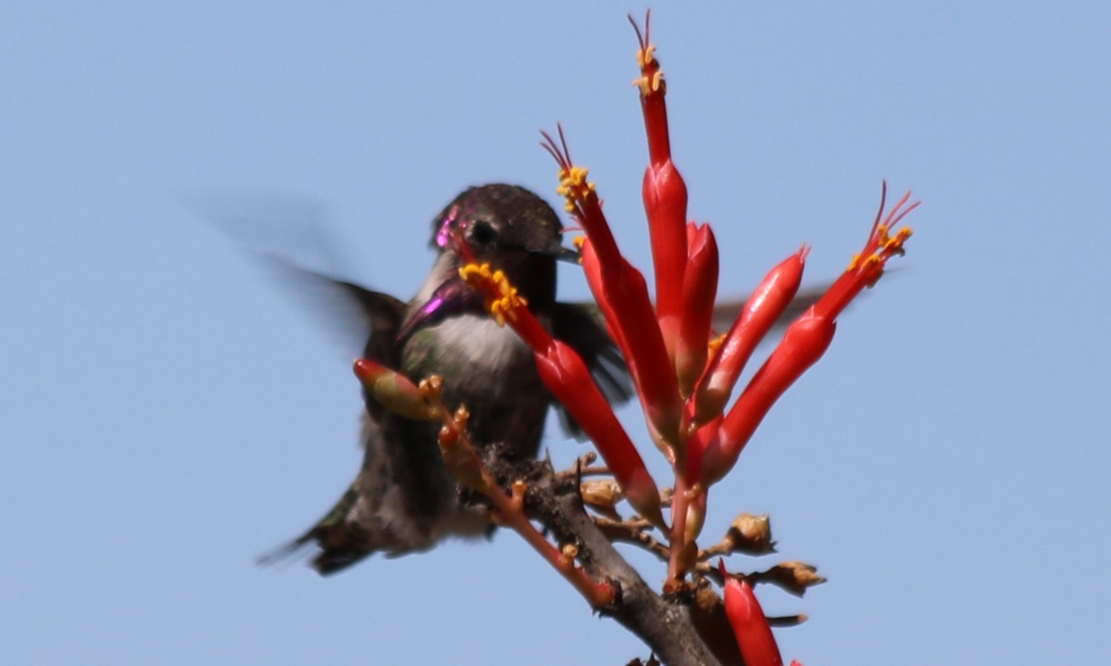 Costa's Hummingbird (Wild)