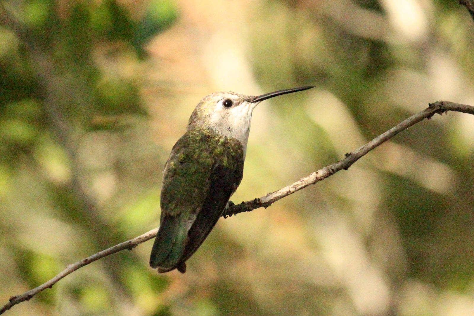 Costa's Hummingbird