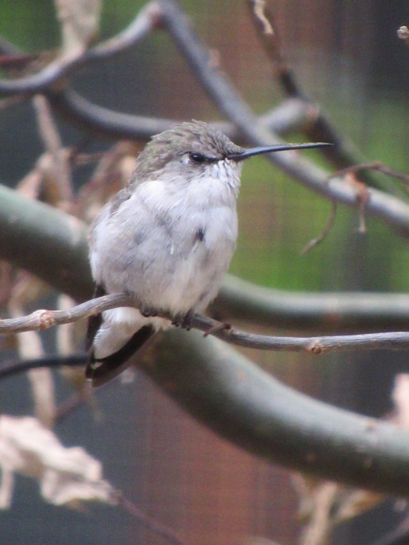 Costa's hummingbird