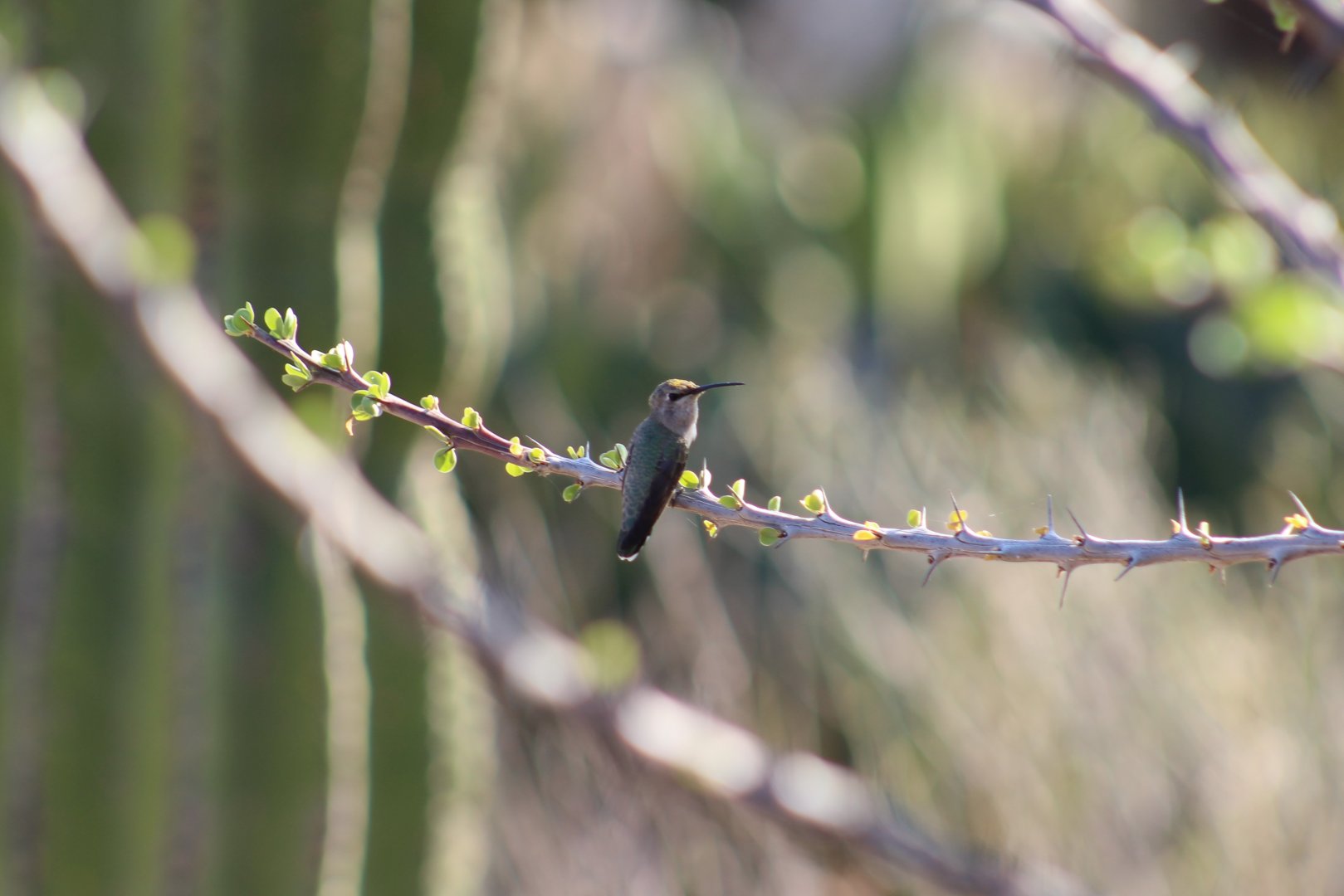 Costa's Hummingbird