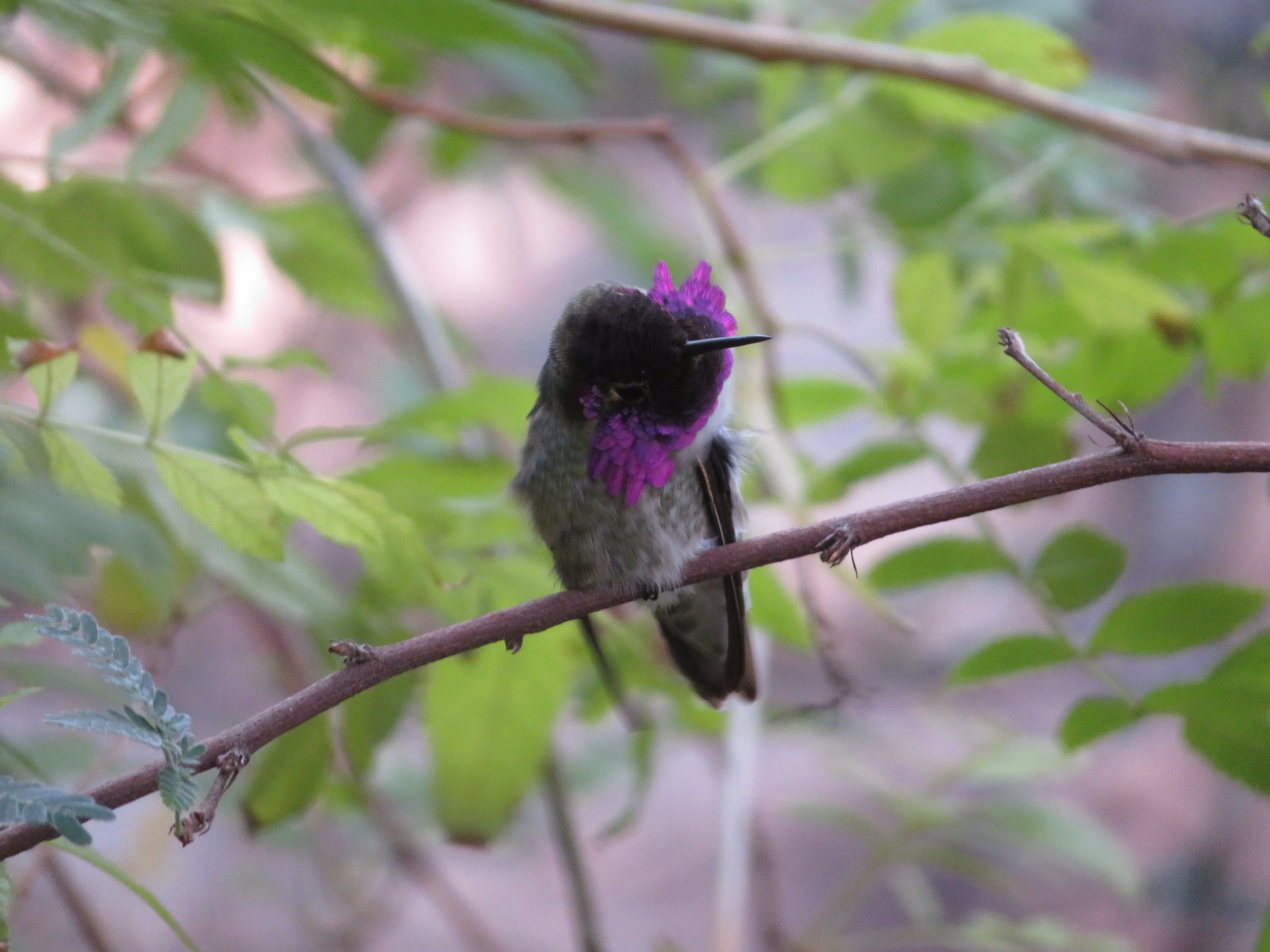 Costa's Hummingbird