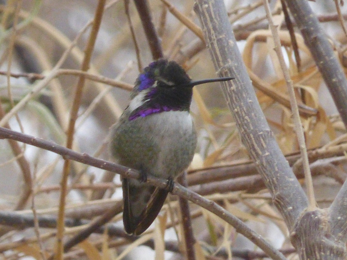 Costas hummingbird