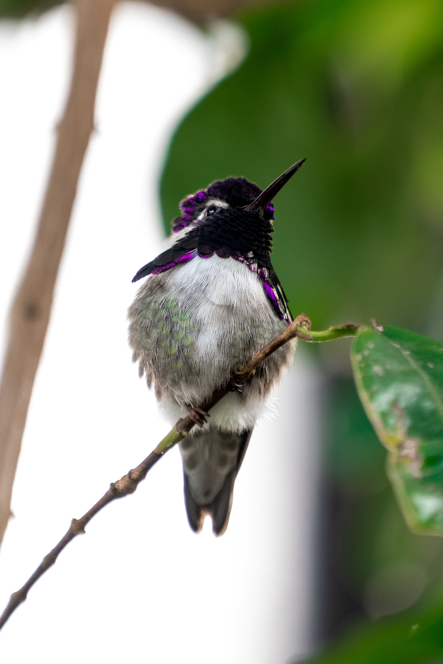 Costa’s Hummingbird
