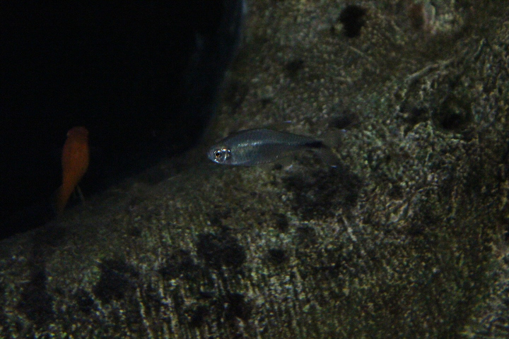 Costello tetra (Hemigrammus hyanuary) - Jendela Alam Bandung