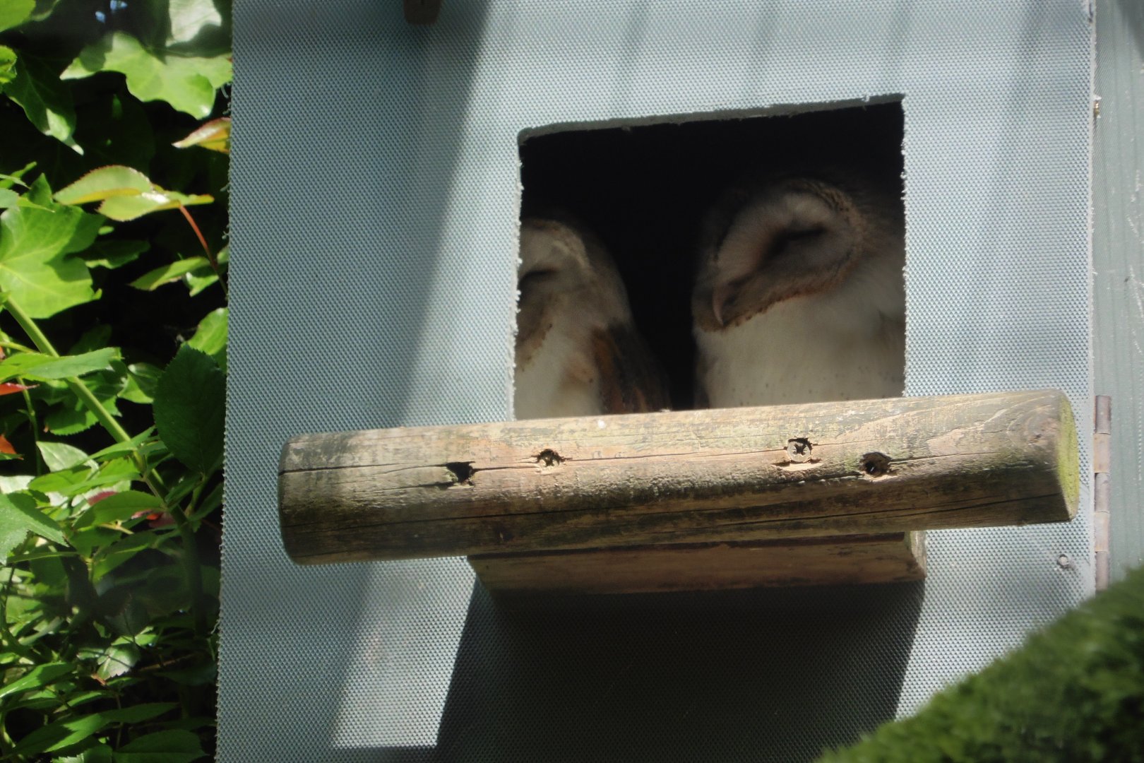 Cosy Barn Owl pair