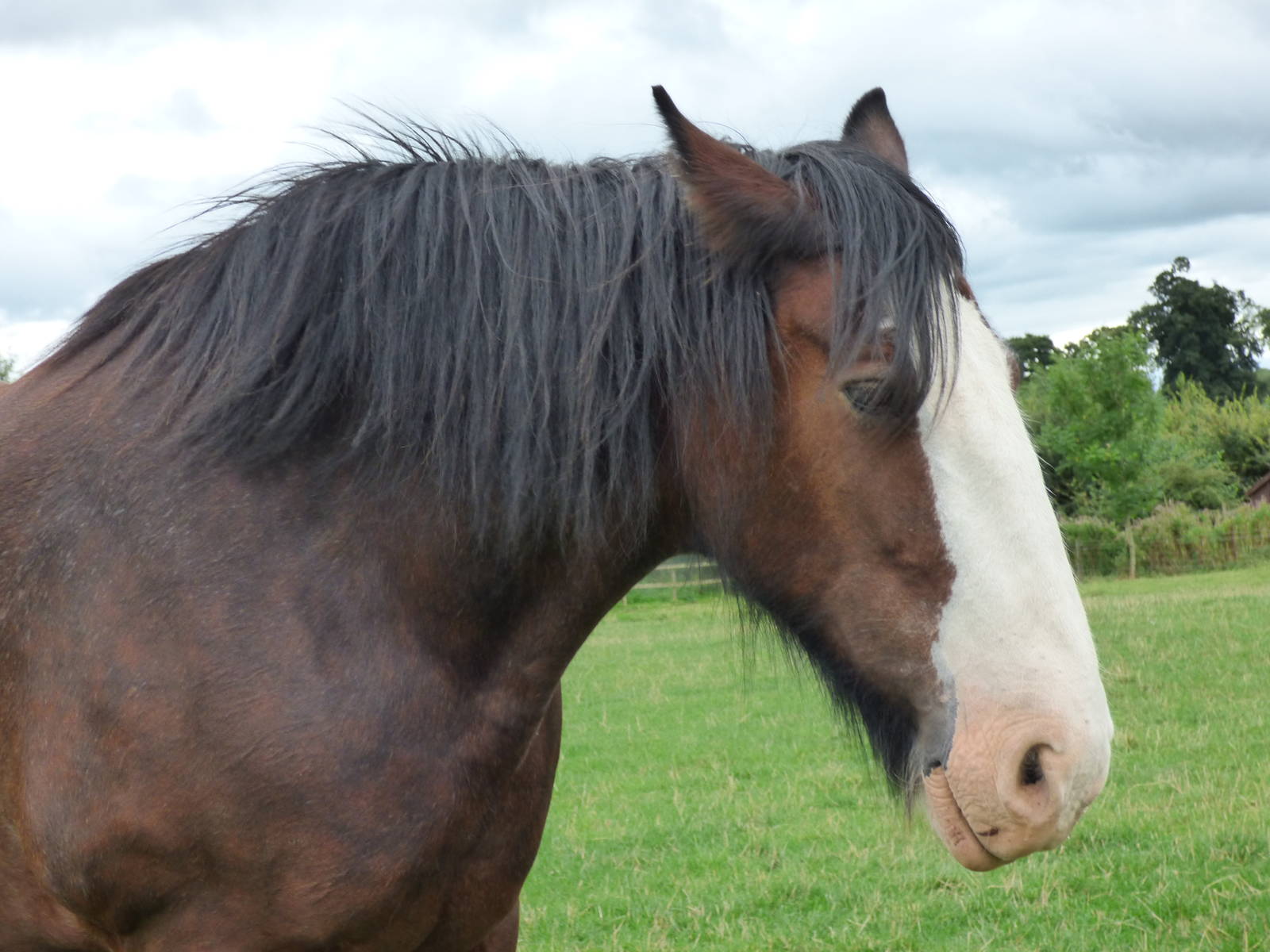 Cotebrook Shire Horse Centre