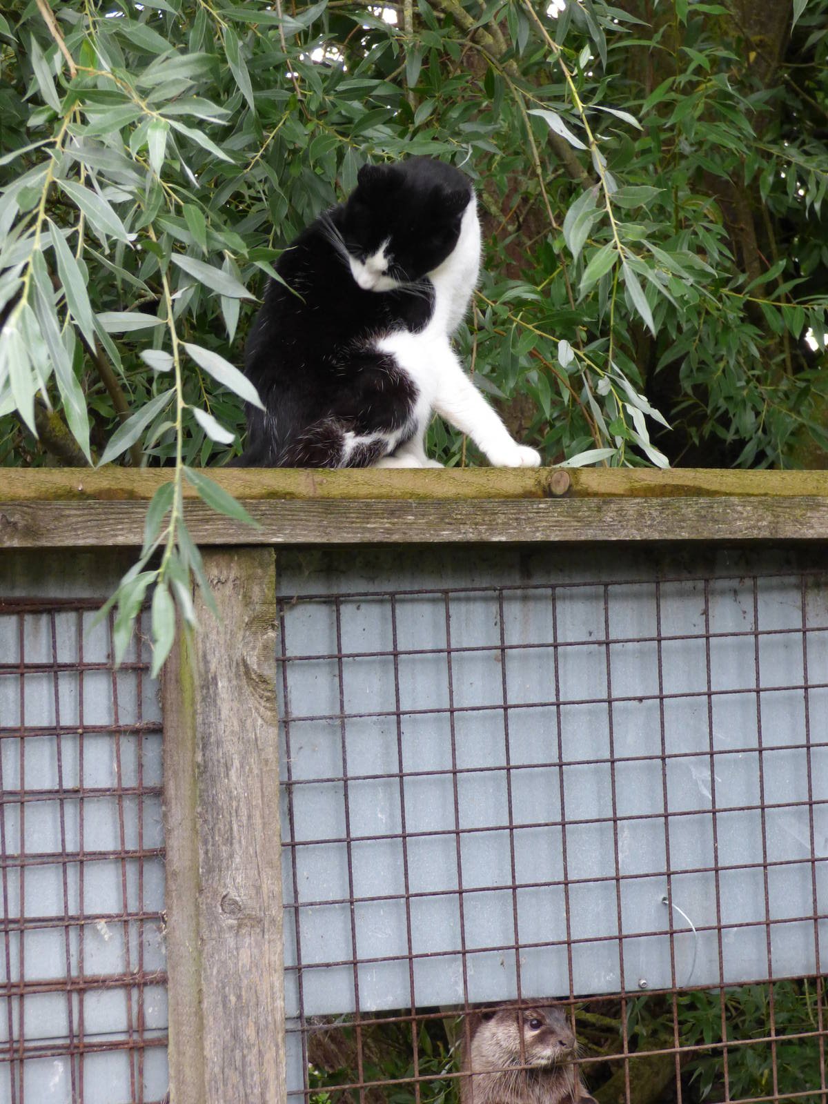 Cotebrook Shire Horse Centre