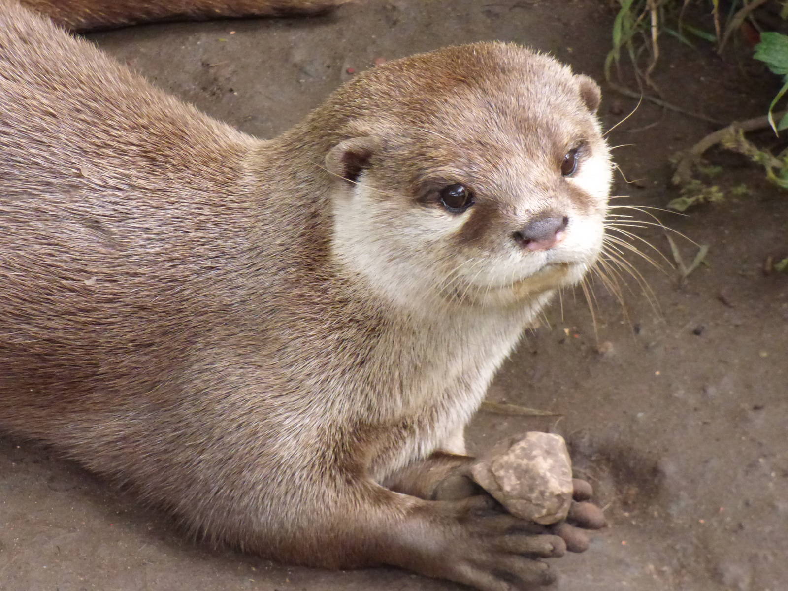 Cotebrook Shire Horse Centre