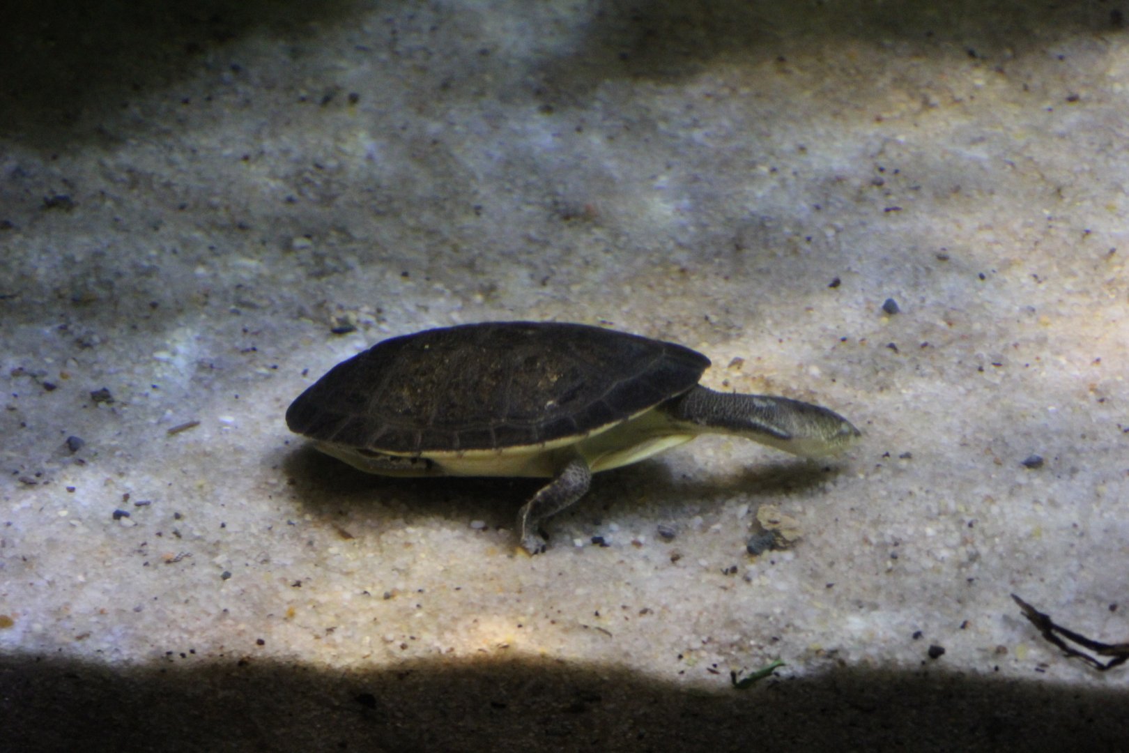 Cotinga River Toadhead Turtle