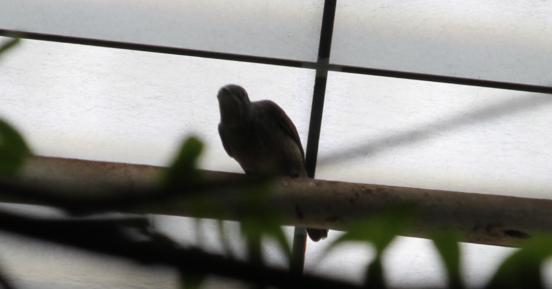 Cotinga sp? ID
