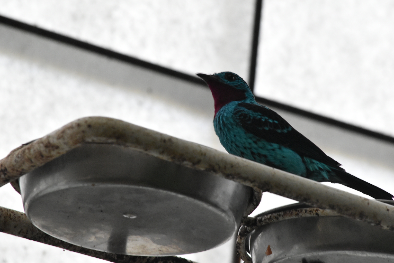 Cotinga species ID? (Spangled?)
