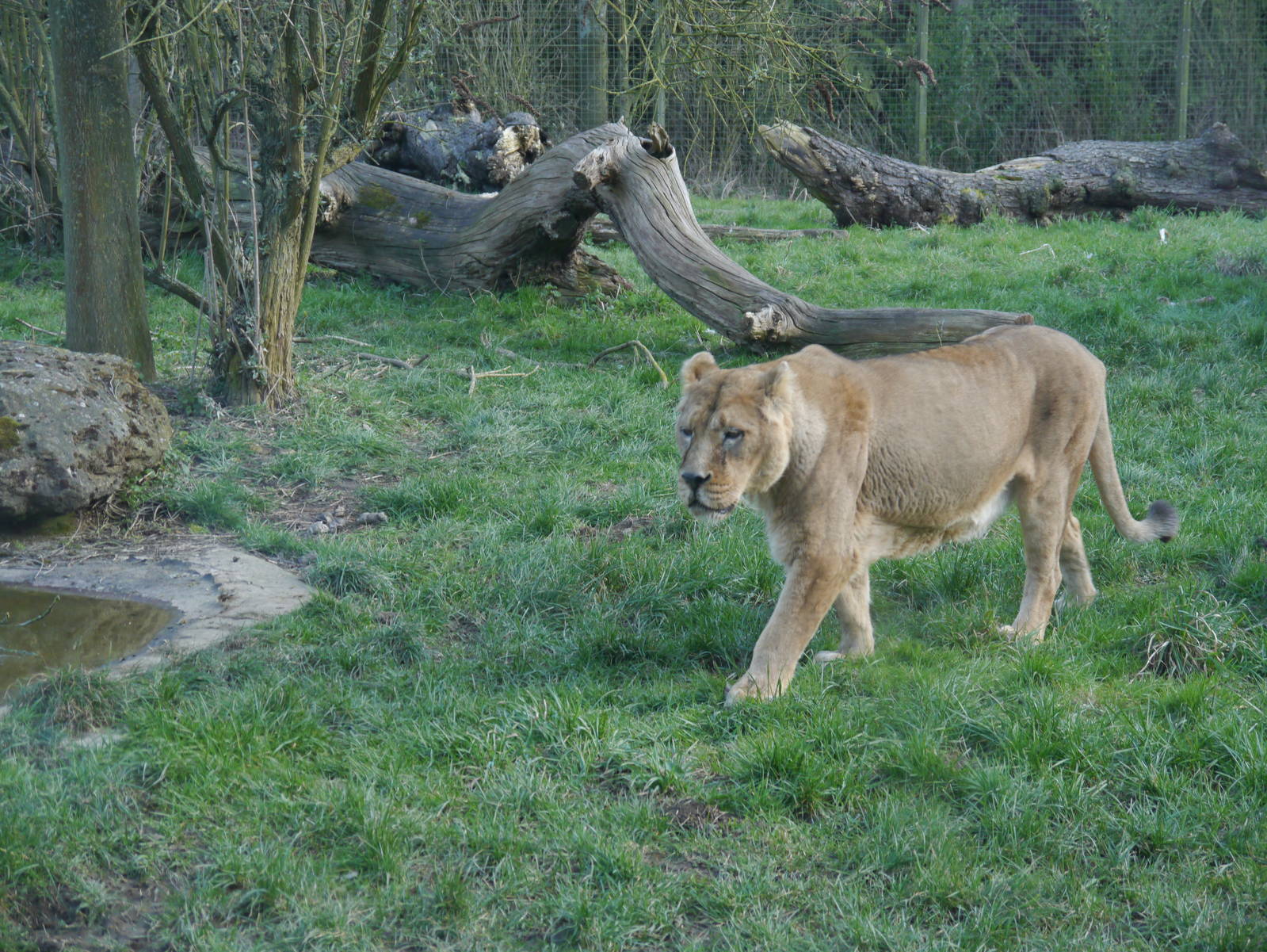 Cotswold (13/3/2013)