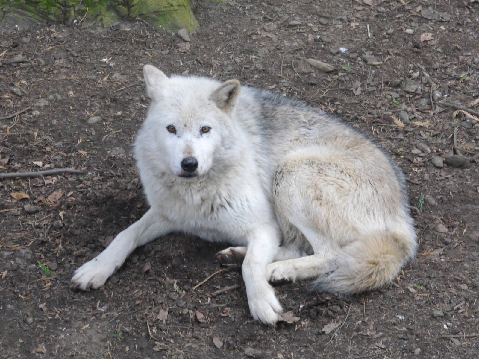 Cotswold (13/3/2013)